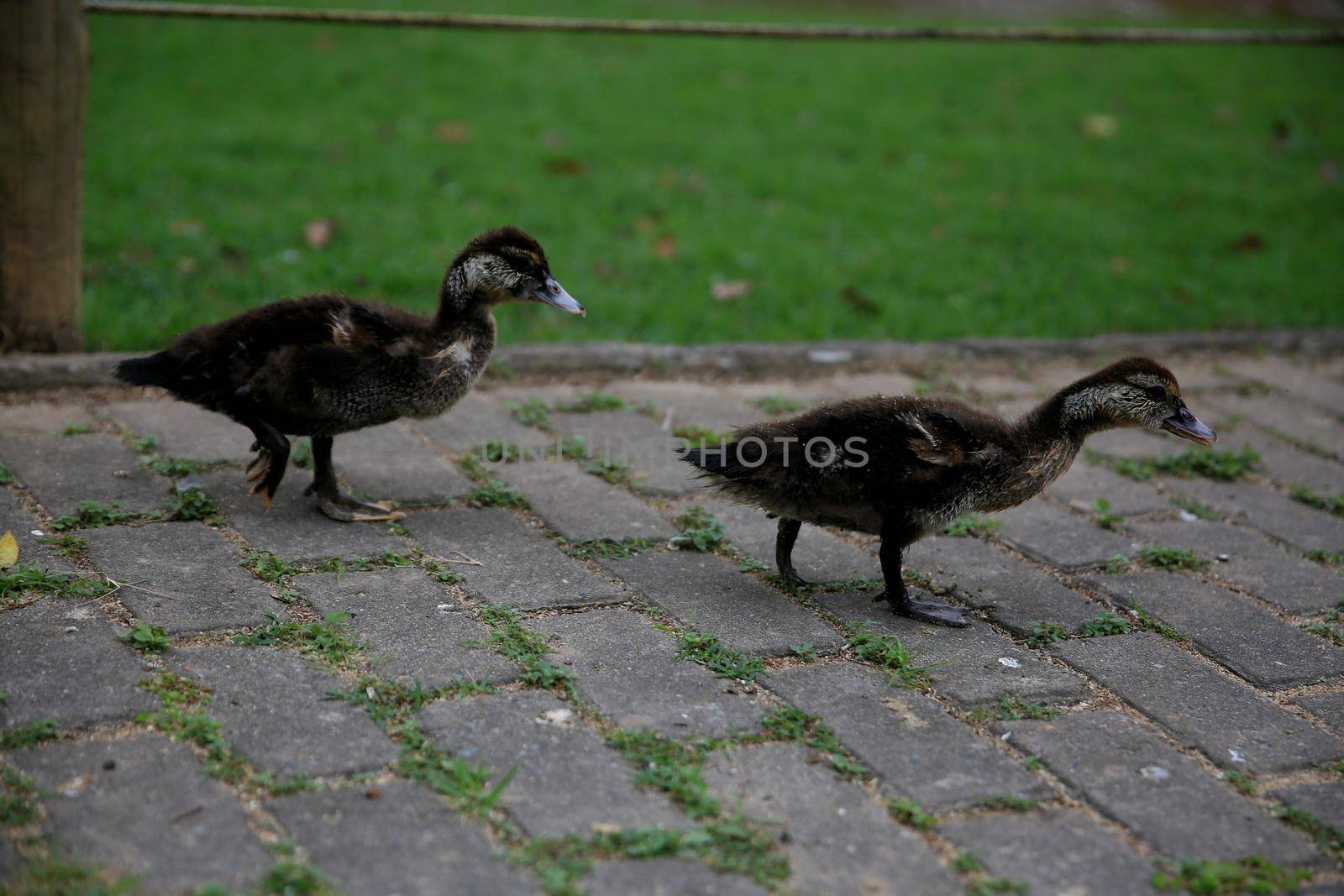 geese in the city park by joasouza