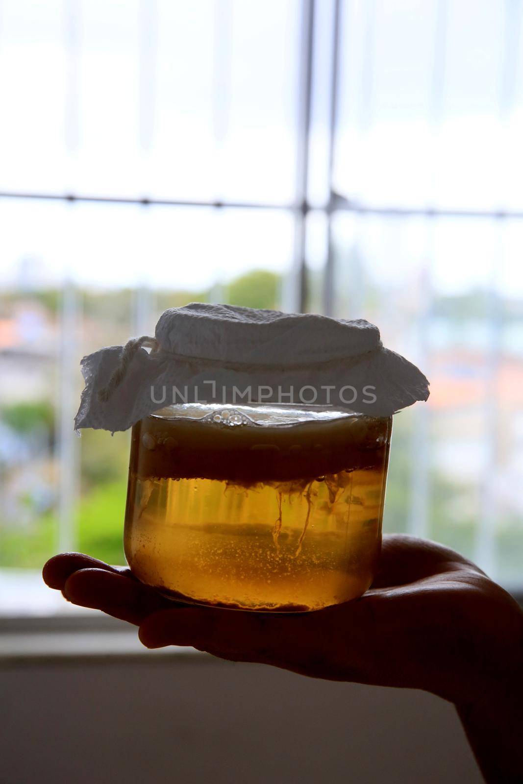 salvador, bahia / brazil - september 20, 2020: pot of scoby kombucha fermentation in phase 1, is seen in the city of Salvador.