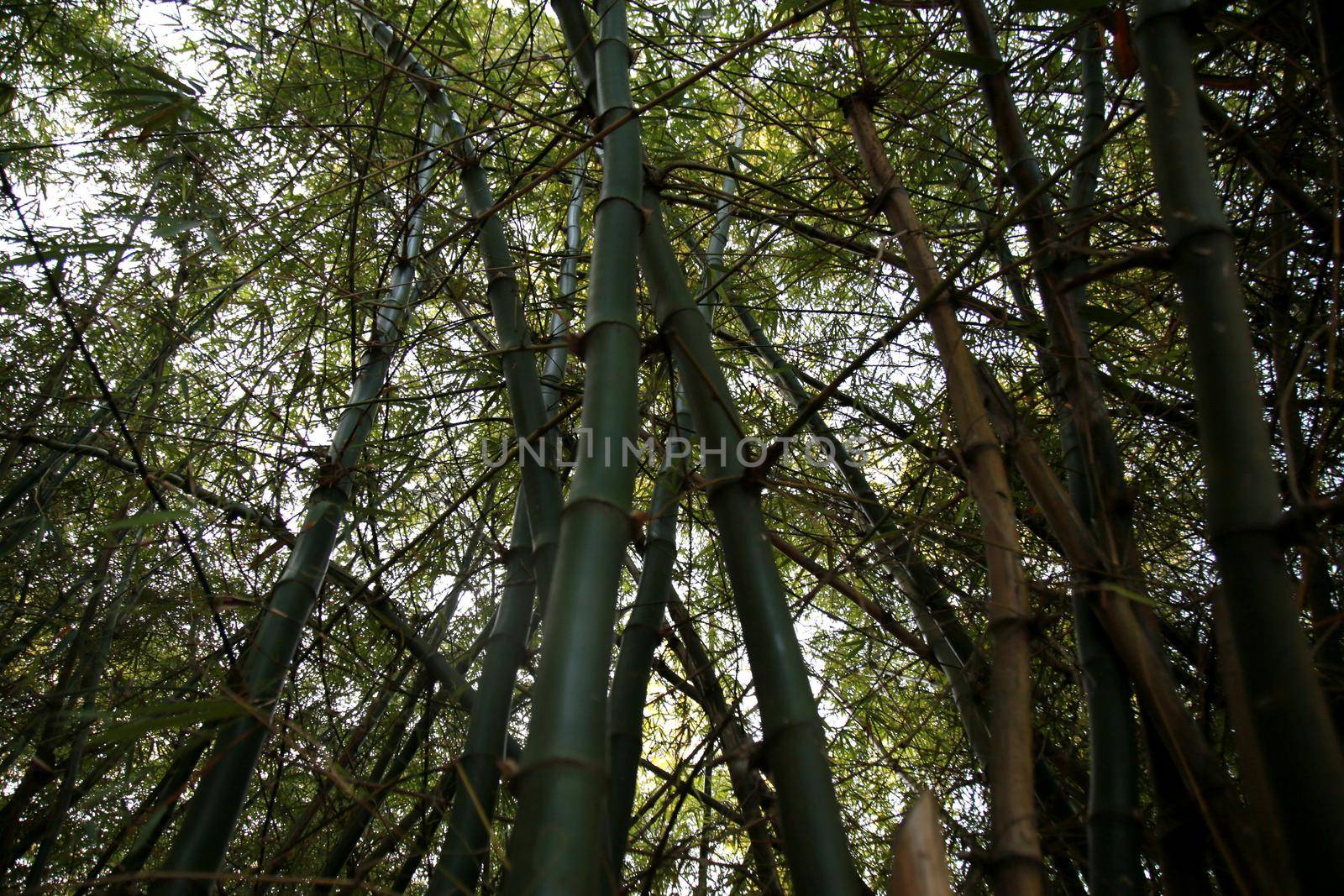 bamboo tunnel in sauipe by joasouza