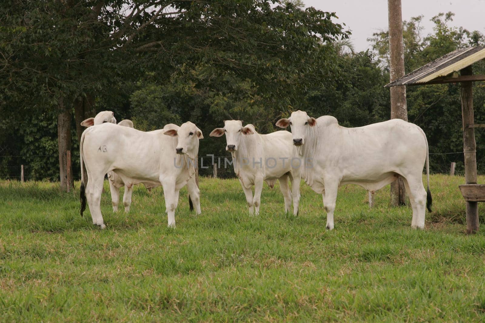 cattle breeding in Bahia farm by joasouza