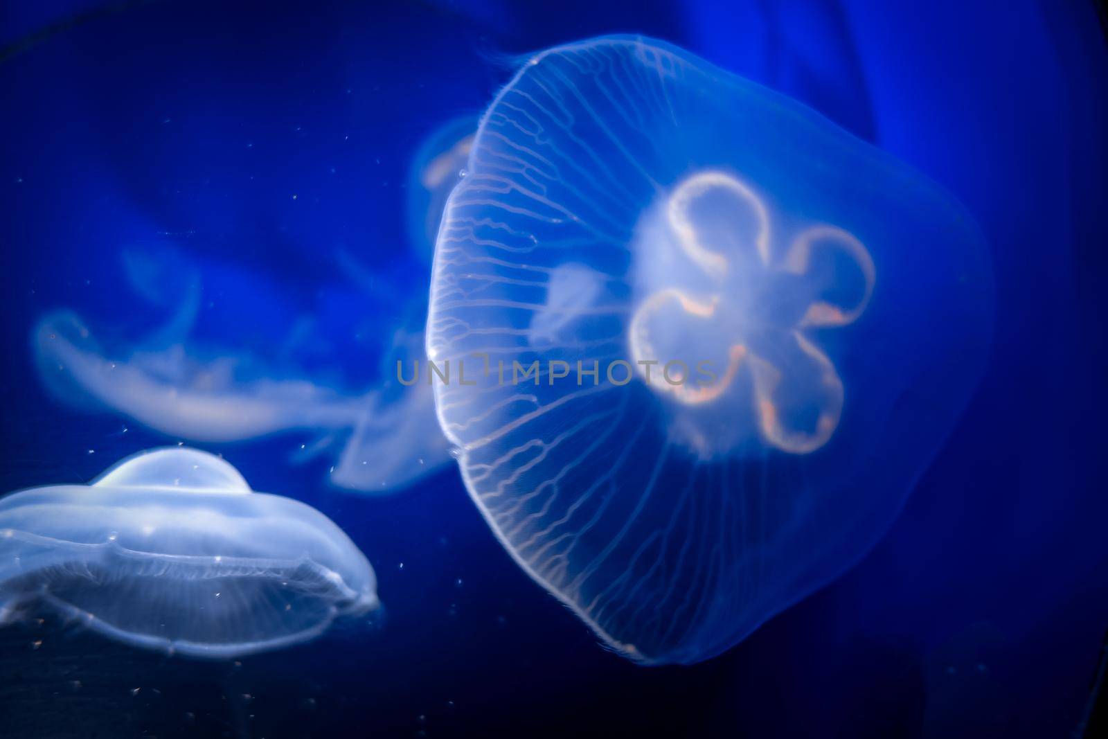 Common jellyfish underwater close-up view by daboost