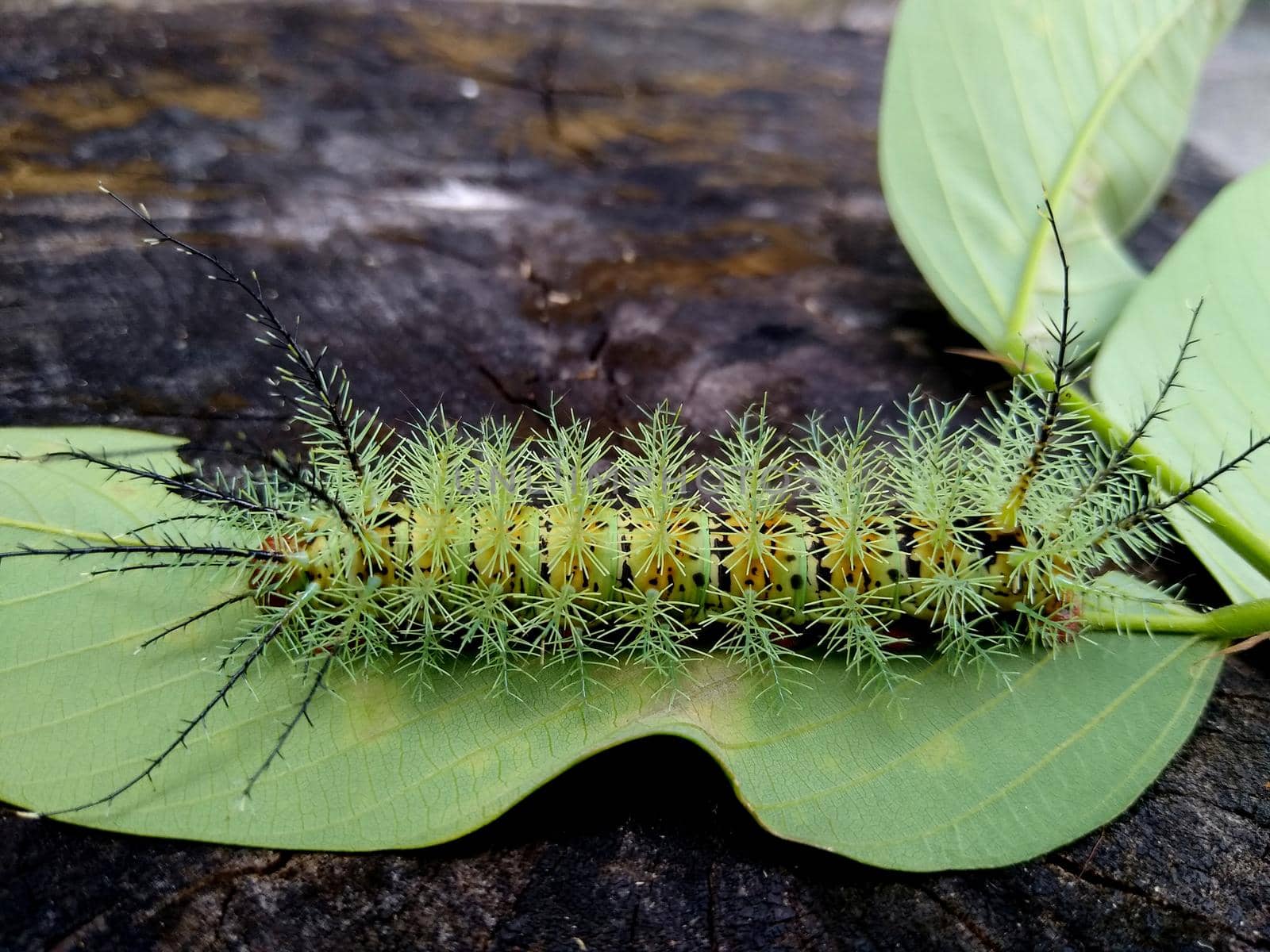 salvador, bahia / brazil - november 24, 2020: insect fire caterpillar is seen in a garden in the city of Salvador.