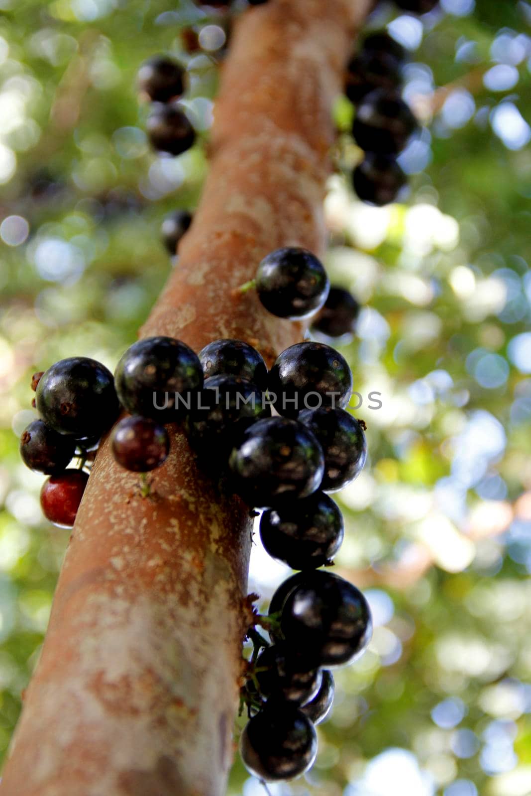 conde, bahia / brazil - march 21, 2014: jaboticaba plantation in the city of Conde, north coast of Bahia.





