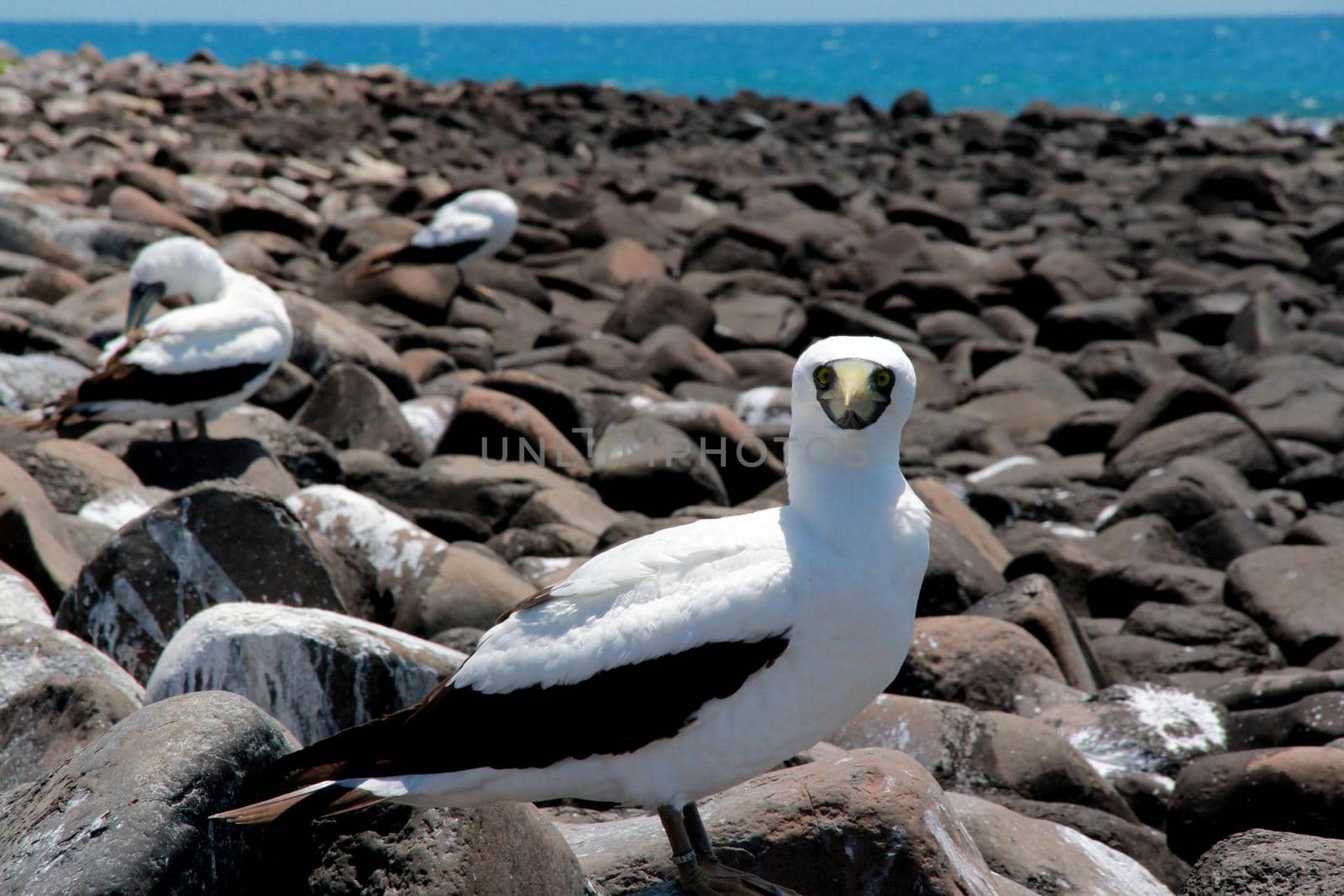 caravelas, bahia / brazil - october 22, 2012: Birds are seen on island in the Abrolhos Marine Park, in southern Bahia.