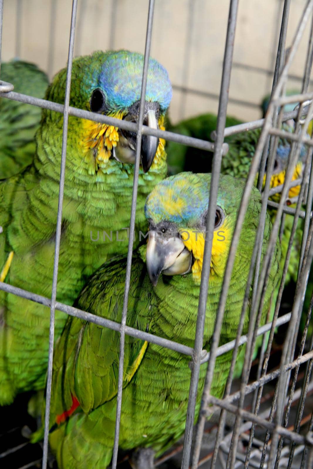 eunapolis, bahia / brazil - february 26, 2008: baby parrot seized from the hands of an animal dealer by the Federal Highway Police on Highway BR 101 in the city of Eunapolis


