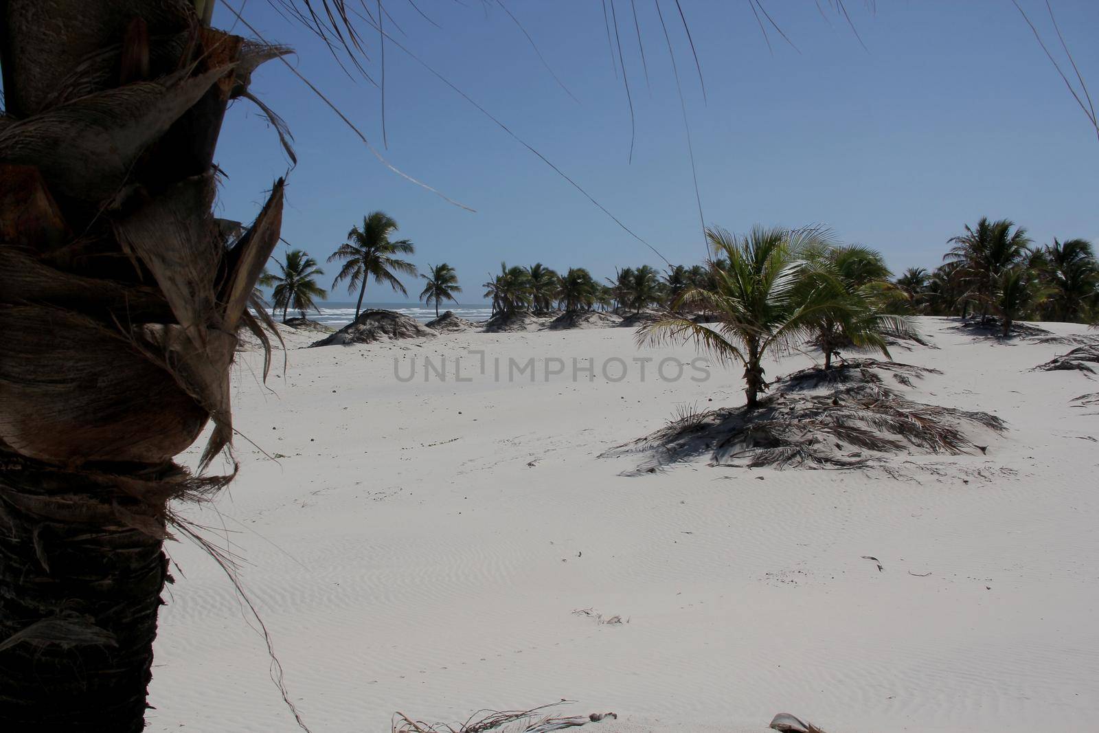 jandaira, bahia / brazil - december 24, 2013: coconut trees are seen by the sand dunes of Mangue-Seco, in the municipality of Jandaira.
