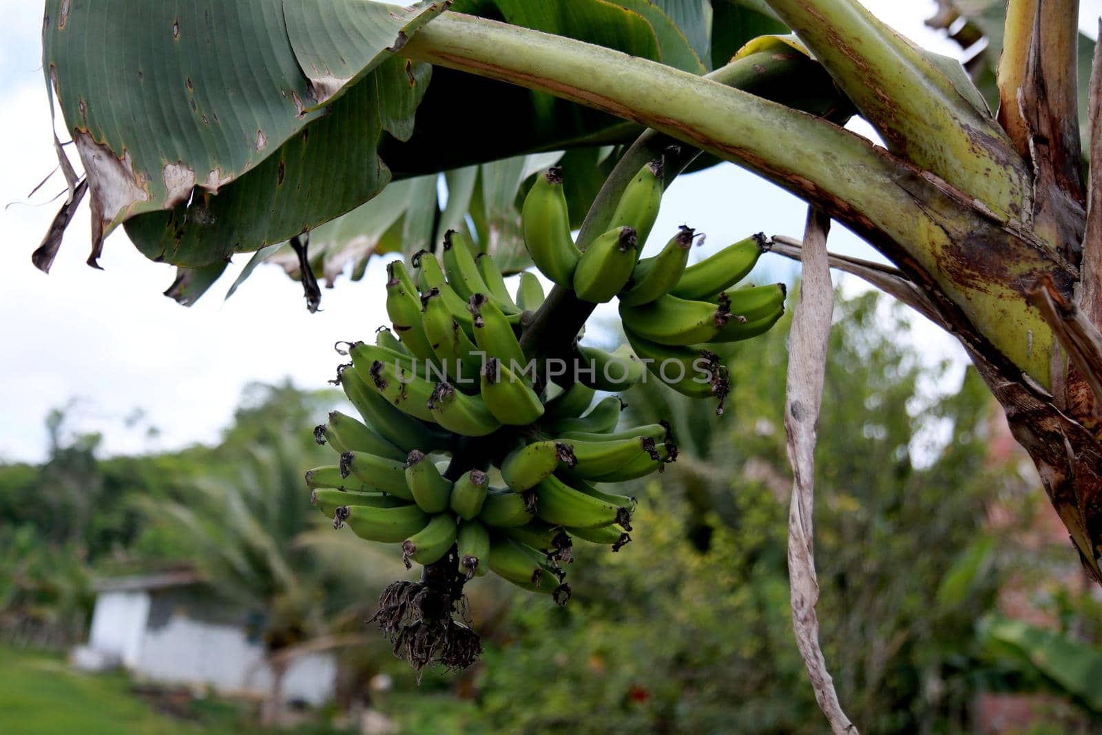 banana fruit plantation by joasouza