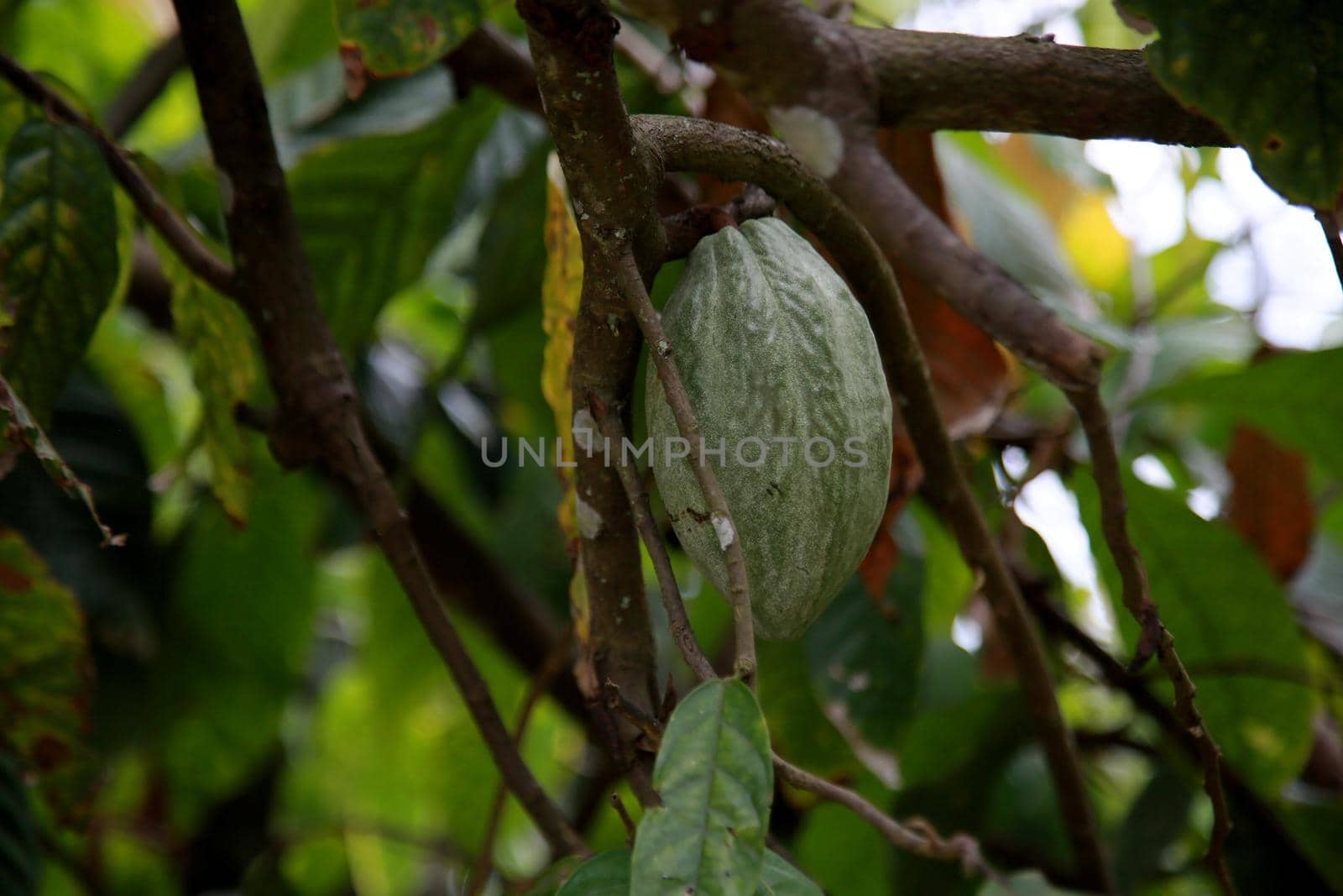 cocoa plantation in bahia by joasouza