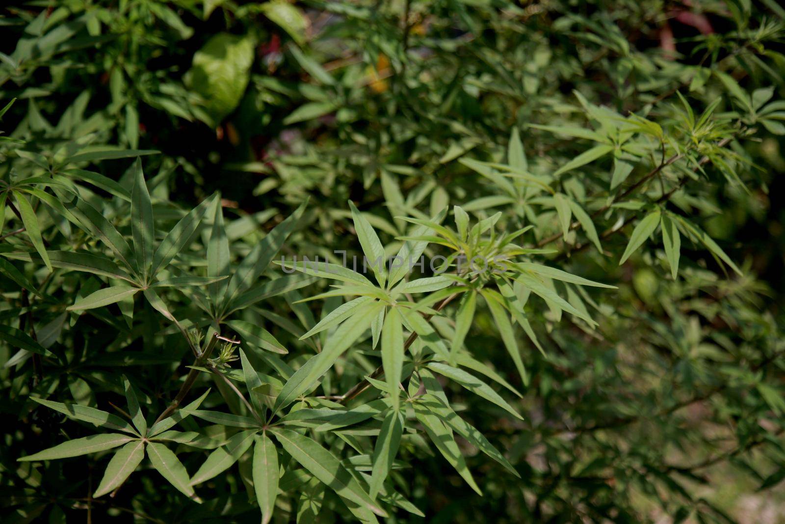 salvador, bahia, brazil - october 25, 2020: vitex agnus-castus plant is seen in a garden in the city of Salvador.