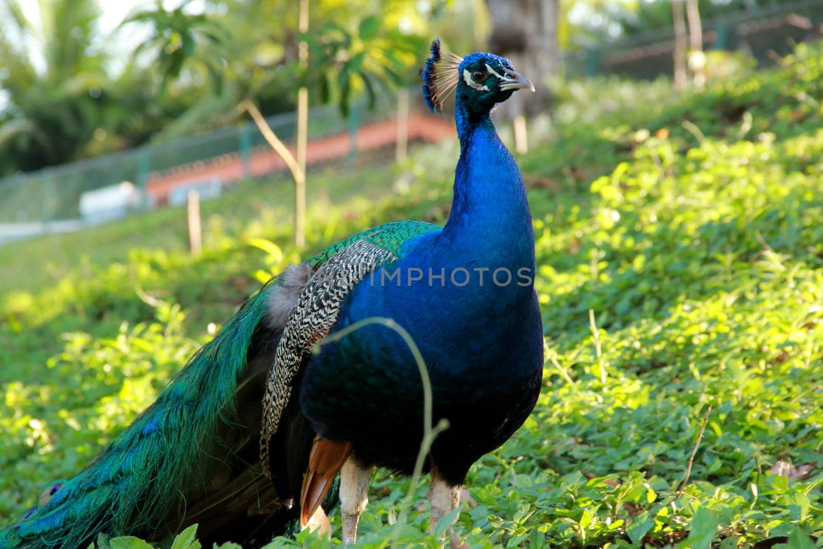 salvador, bahia / brazil - september 22, 2012: Peacock animal is seen at the Salvad