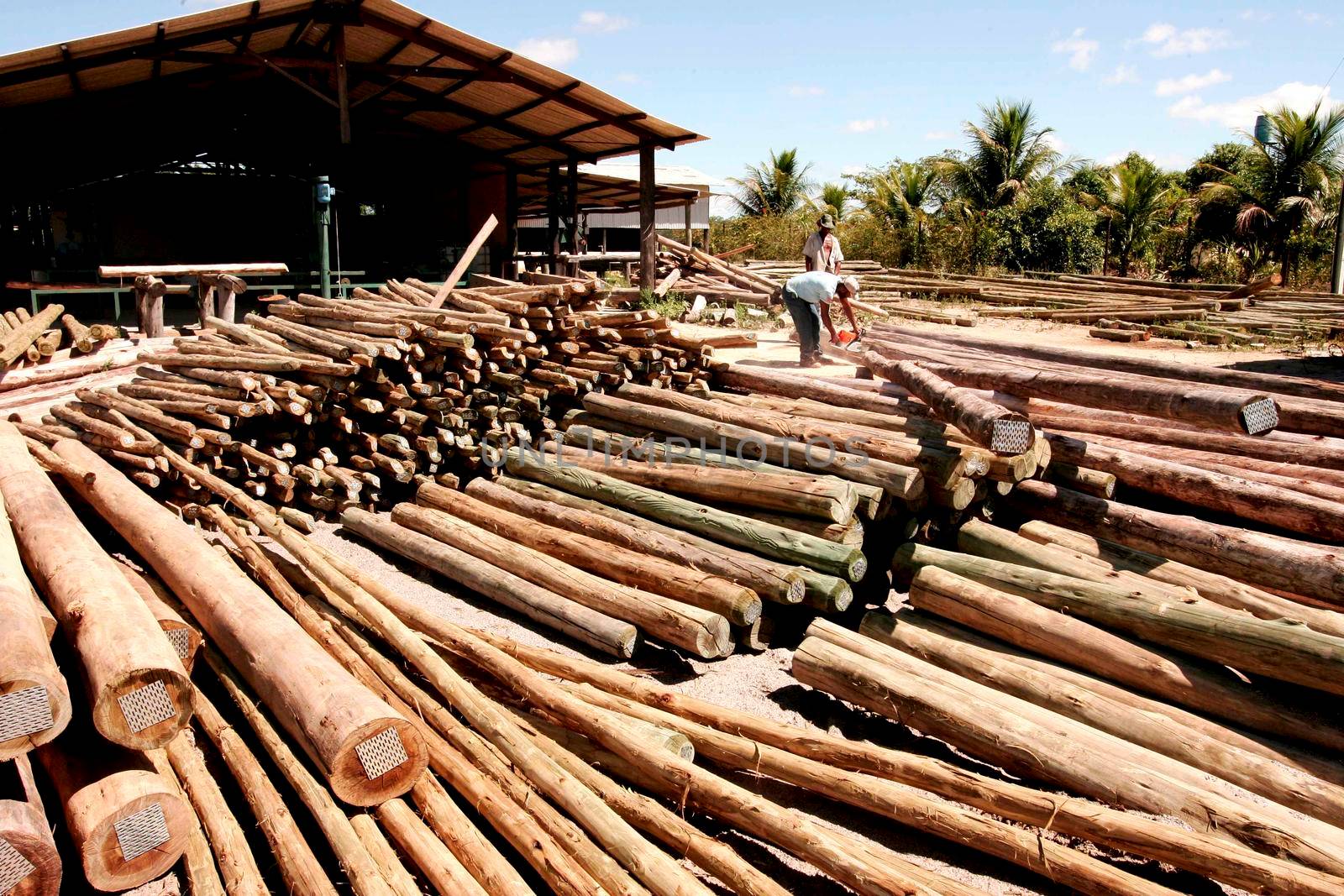 autoclave treated eucalyptus wood by joasouza