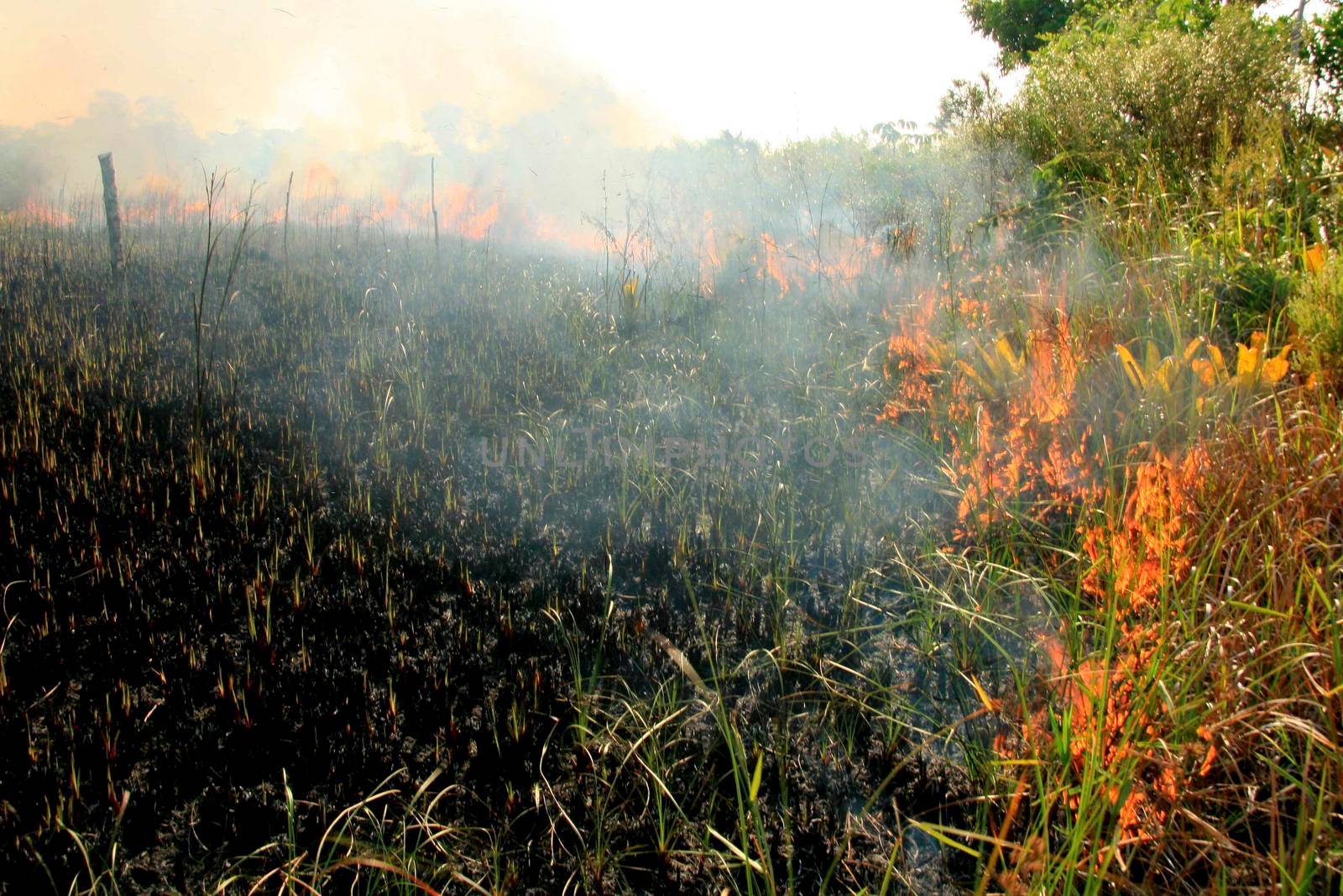 santa cruz cabralia - november 10, 2008: Fire destroys vegetation in environmental protection area is seen in Santo Andre district.