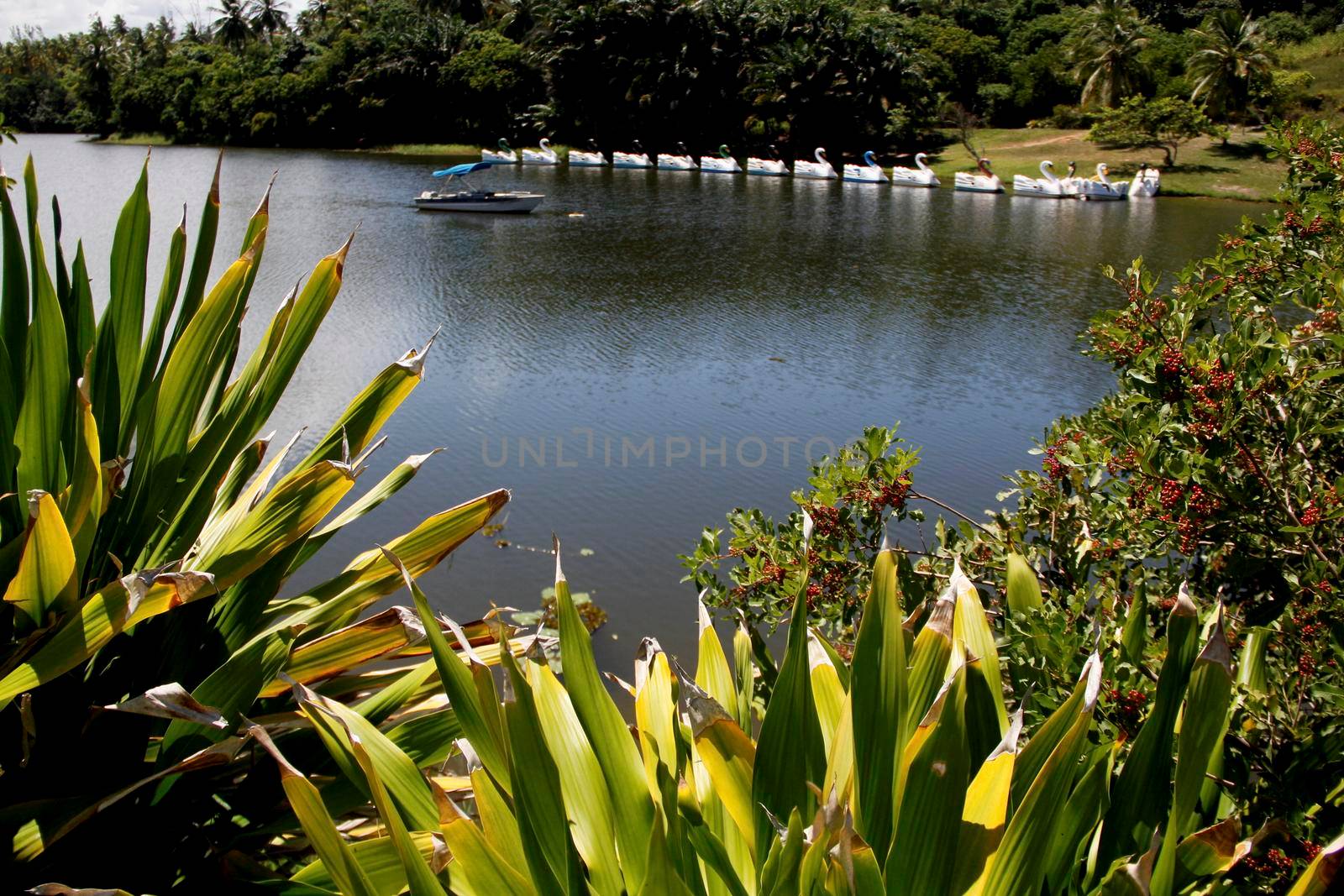 Salvador, Bahia / Brazil - April 24, 2014: view of the Pituacu Lagoon, located in the Metropolitan Park of Pituacu in Salvador.

