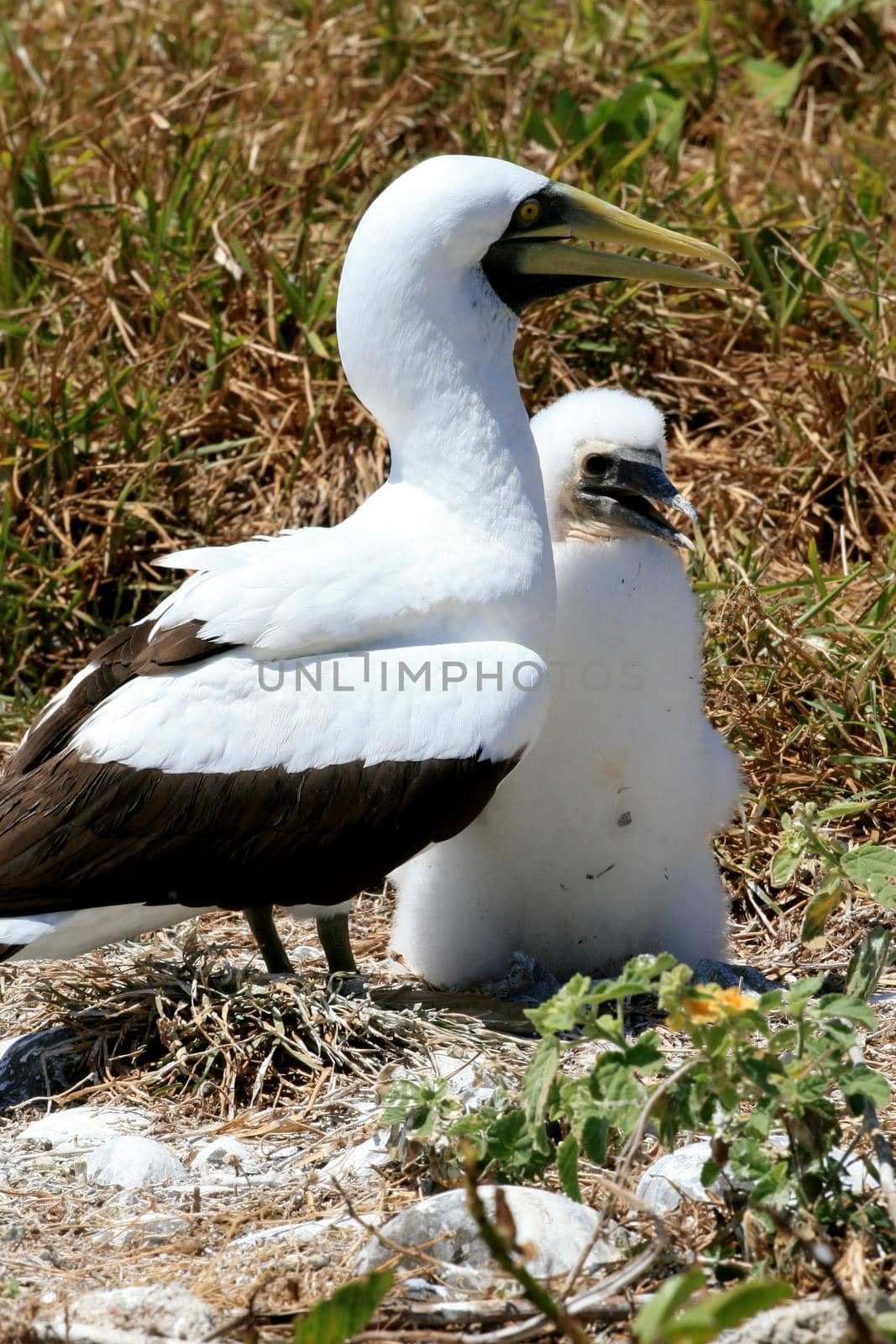 caravelas, bahia / brazil - september 13, 2008: passarop is seen in the archipelago of the Parque Marinho dos Abrolhos in southern Bahia.