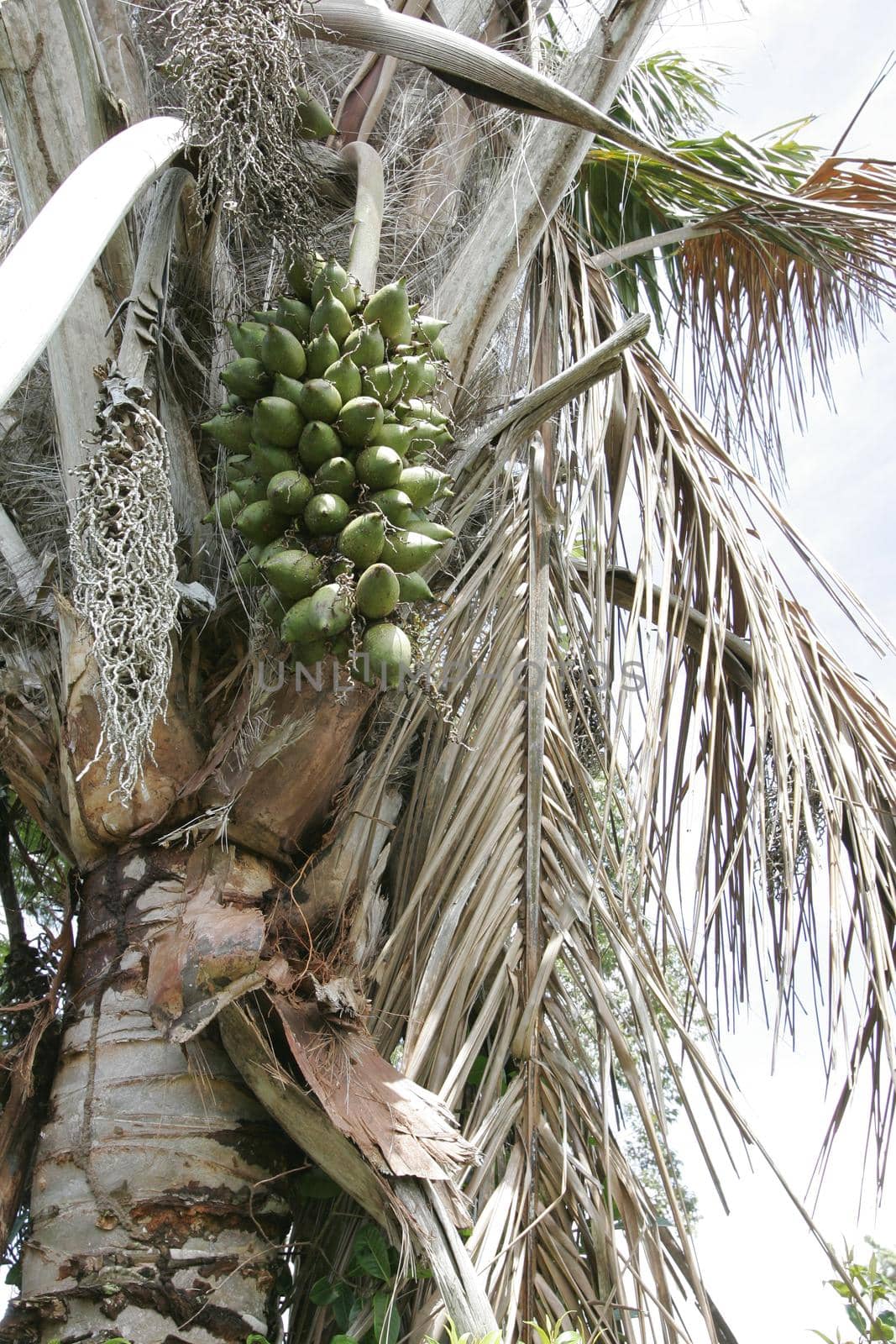 conde, bahia / brazil - march 24, 2011: Piassava palm tree. The fruit is used to extract vegetable oil.