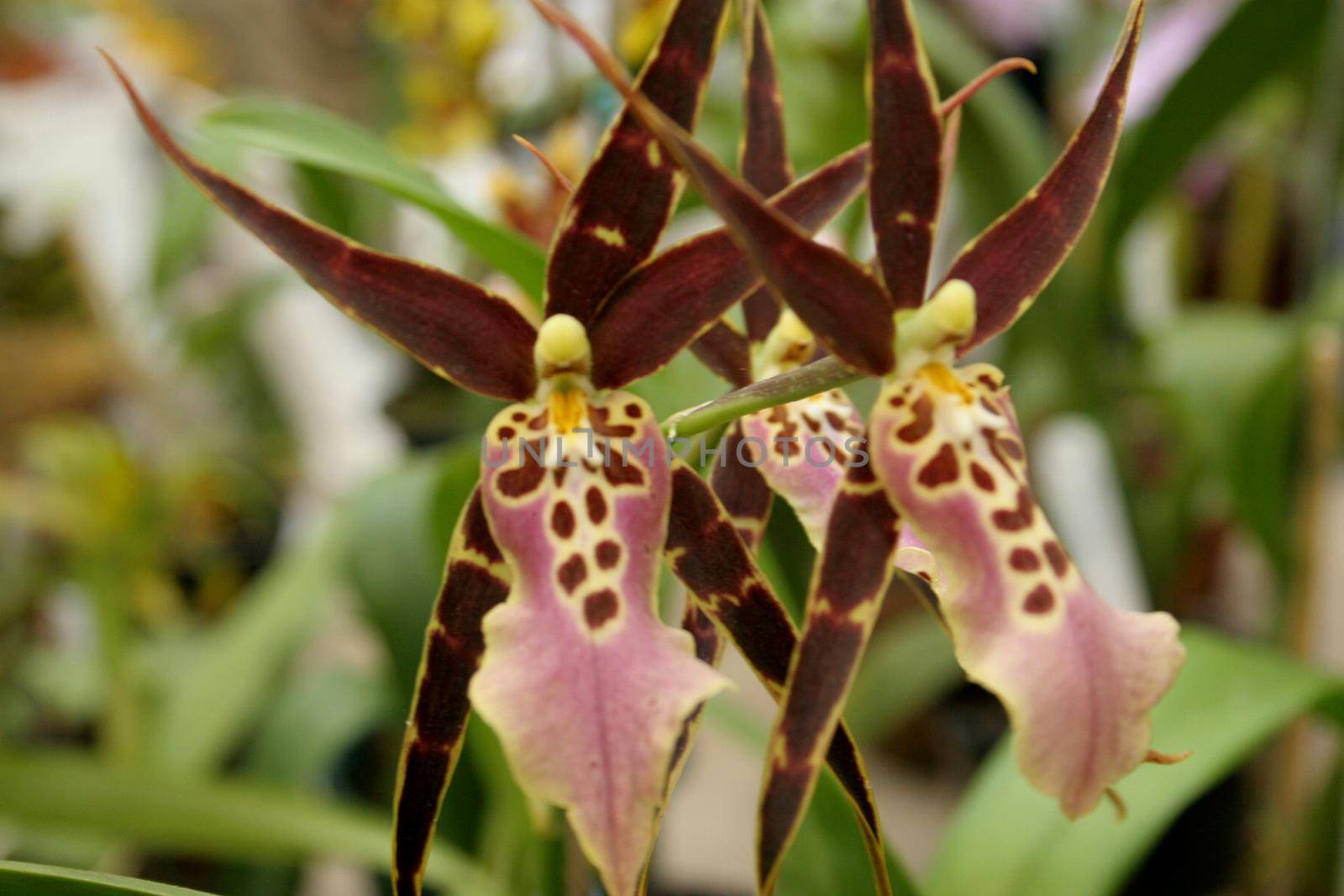 salvador, bahia / brazil - august 24, 2006: People are seen during orchid fair held at Itororo Dike in Salvador.