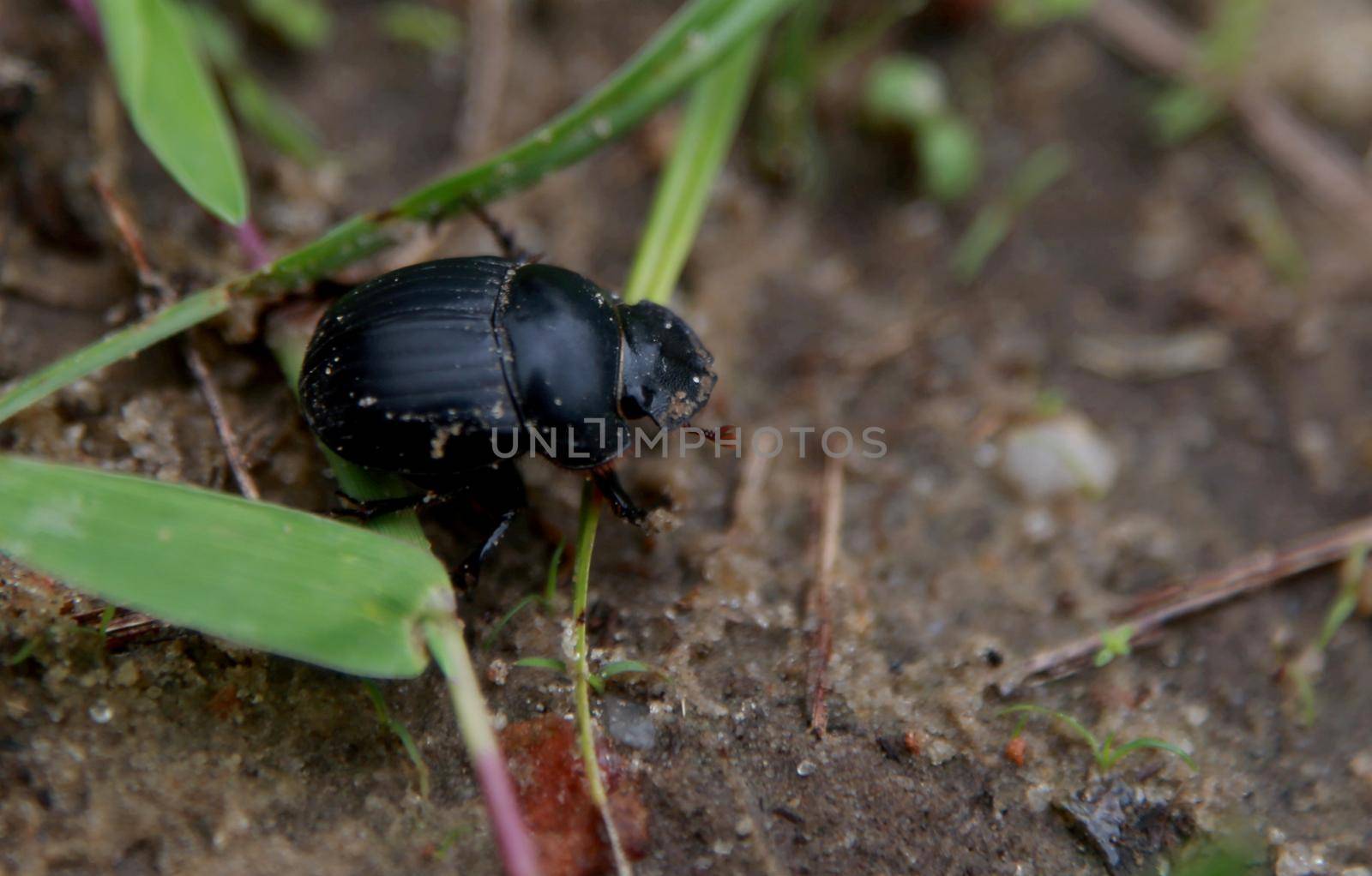beetle turns dung in garden by joasouza