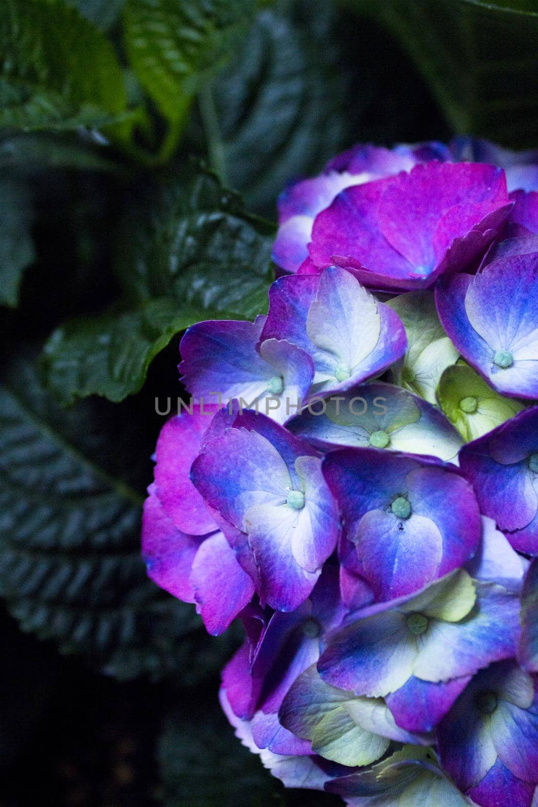 Hydrangea plant in full bloom. Pink and lilac color