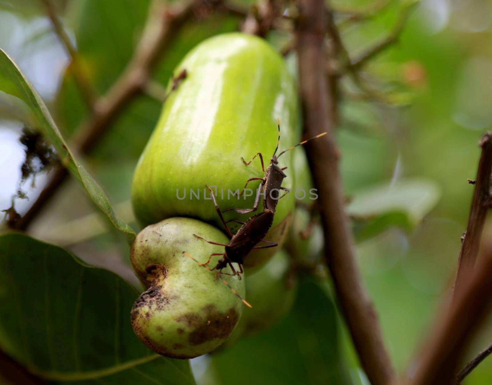 salvador, bahia / Brazil - february 26, 2015: Bed bug couple seen having sex in a cashew plantation in the city of Salvador.


