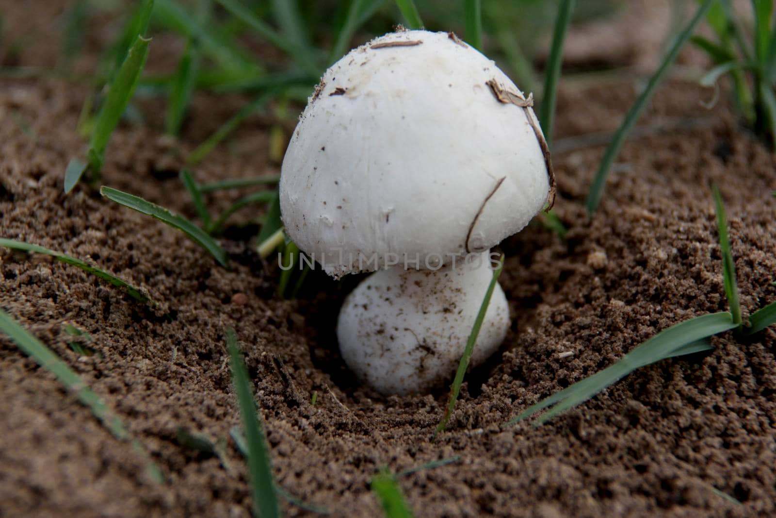 salvador, bahia / brazil - december 24, 2014: Mushroom fungus is seen in a garden in the city of Salvador.