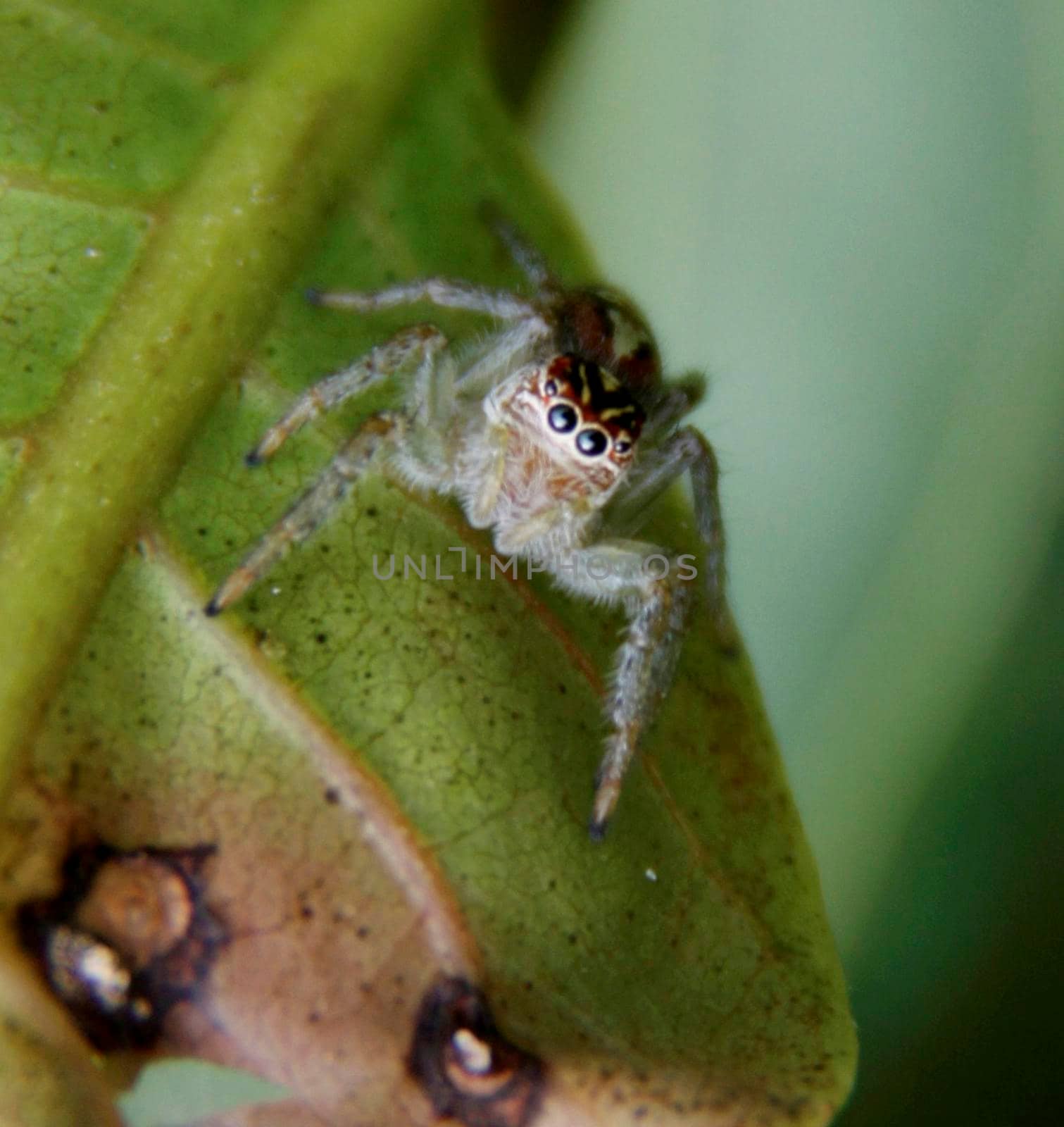 insect perched on garden by joasouza