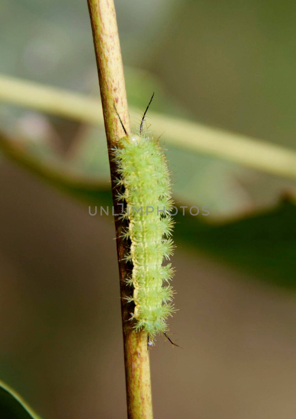 conde, bahia / brazil - july 26, 2014: Fluffy caterpillar is seen in garden in the city of Conde.