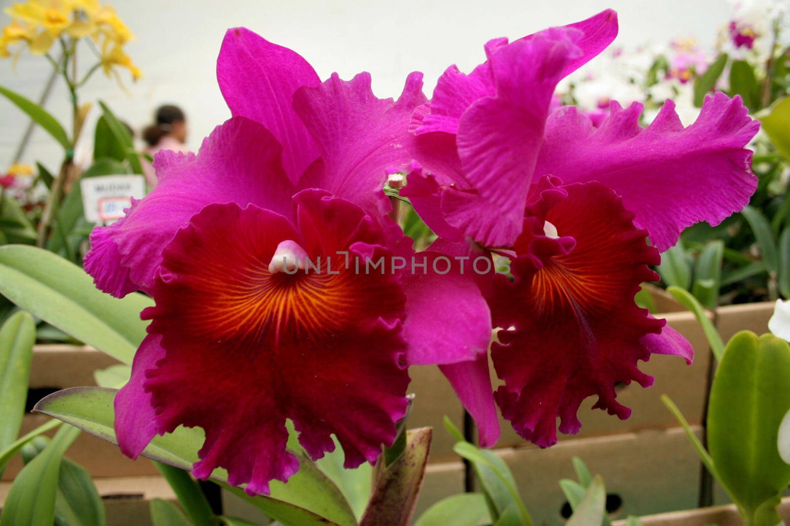 salvador, bahia / brazil - august 24, 2006: People are seen during orchid fair held at Itororo Dike in Salvador.