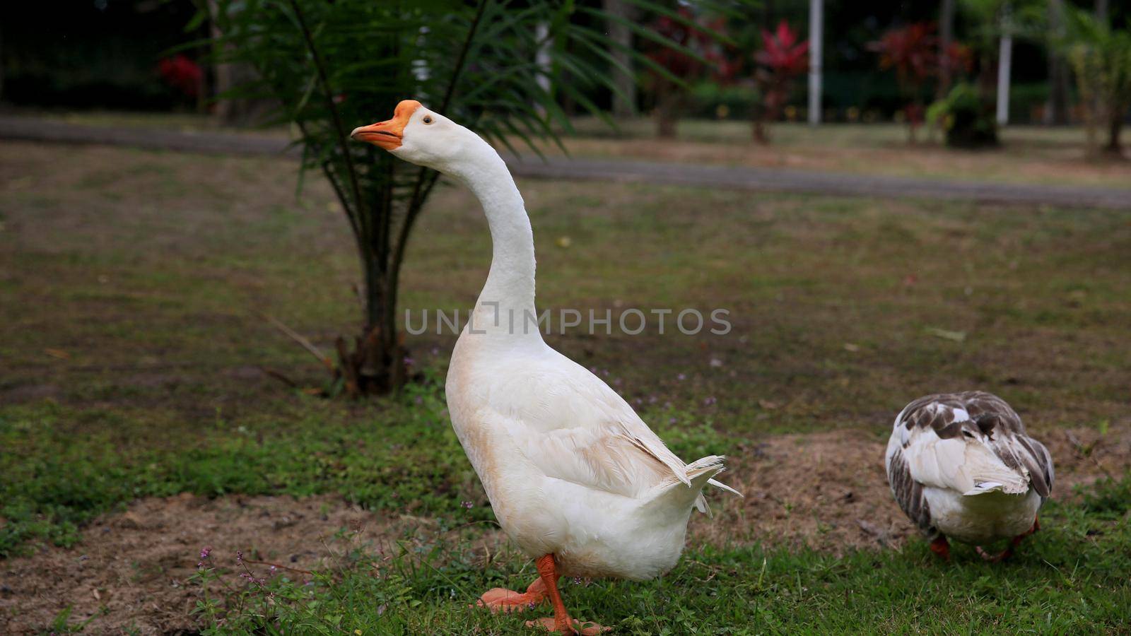 mata de sao joao, bahia / brazil - september 24, 2020: geese are seen at Parque da Cidade in Mata de Sao Joao.