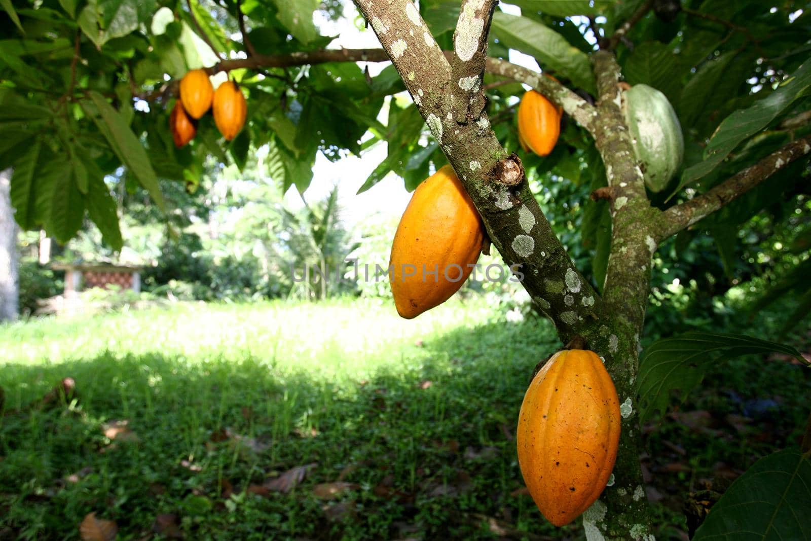 ilheus, bahia / brazil - november 21, 2011: cocoa plantation on a chocolate production farm in the city of Ilheus, in southern Bahia.
