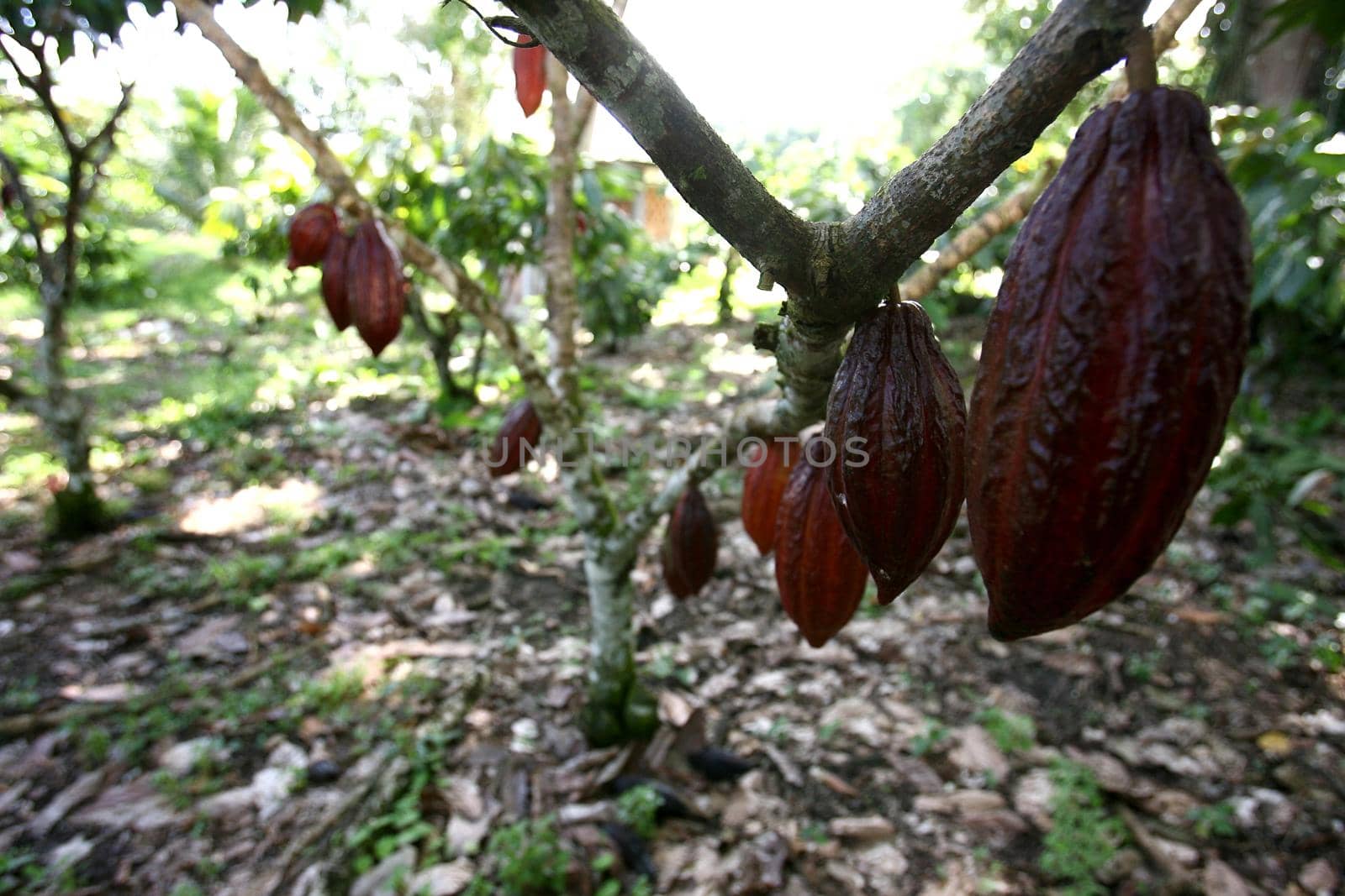 cocoa harvest in southern bahia by joasouza