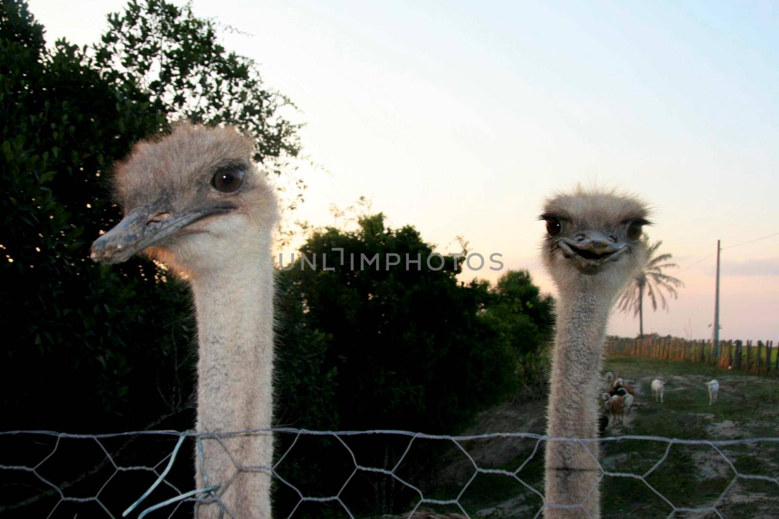 conde, bahia / brazil - december 23, 2013: Ostrich is seen on breeding farm in the city of Conde.