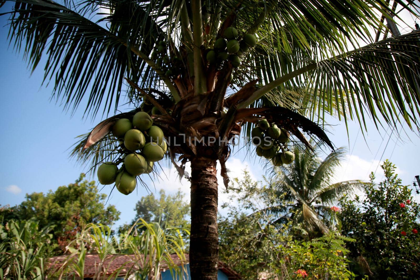 mata de sao joao, bahia / brazil - october 25, 2020: coconut tree is seen on a farm in the countryside in the city of Mata de Sao Joao.
