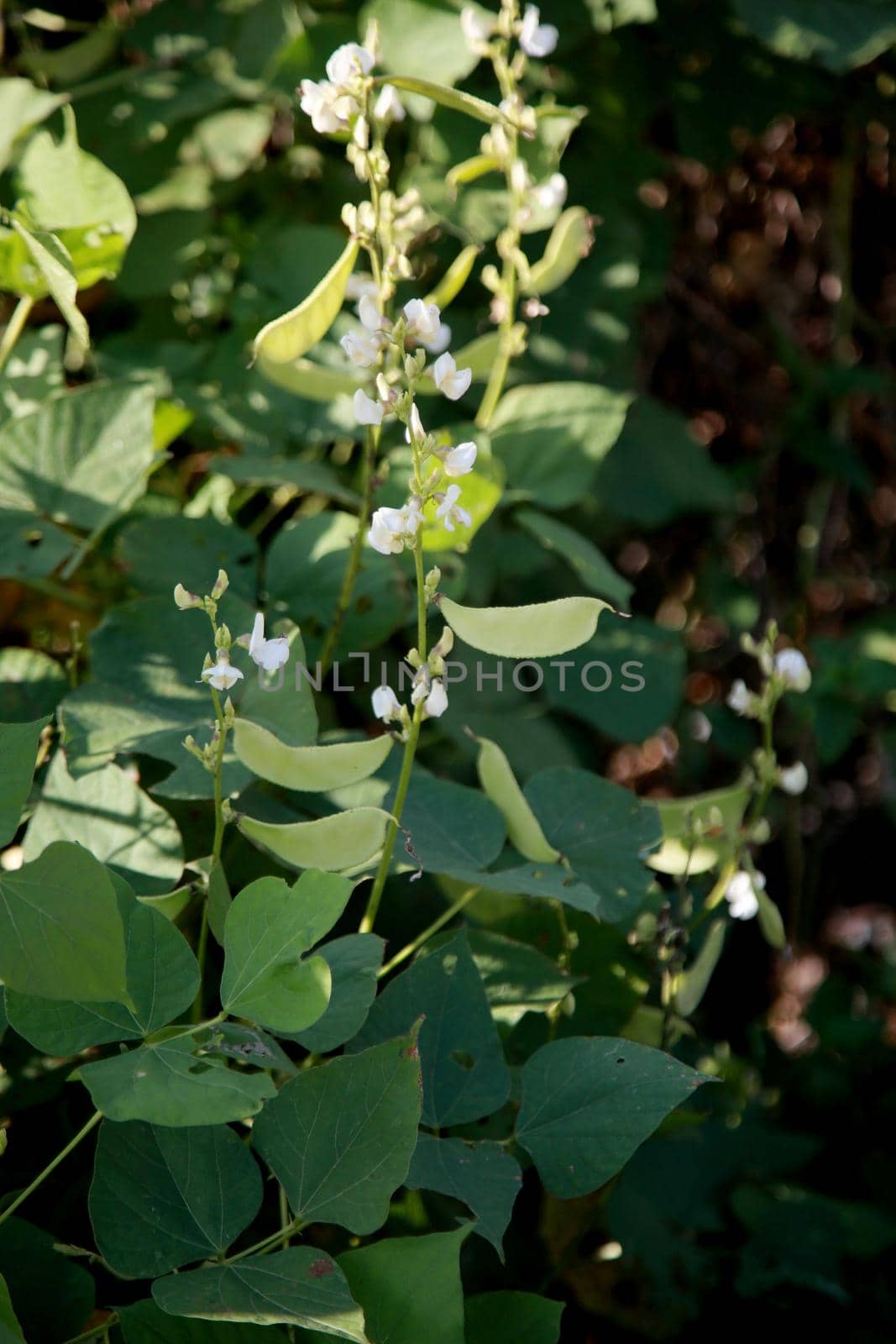 mangalo bean plantation in bahia by joasouza