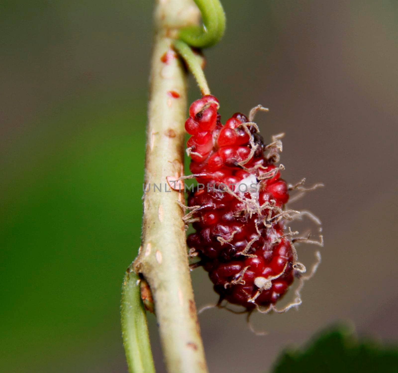salvador, bahia / brazil - july 26, 2014: blackberry fruit is seen on a plant in the city of Salvador.


