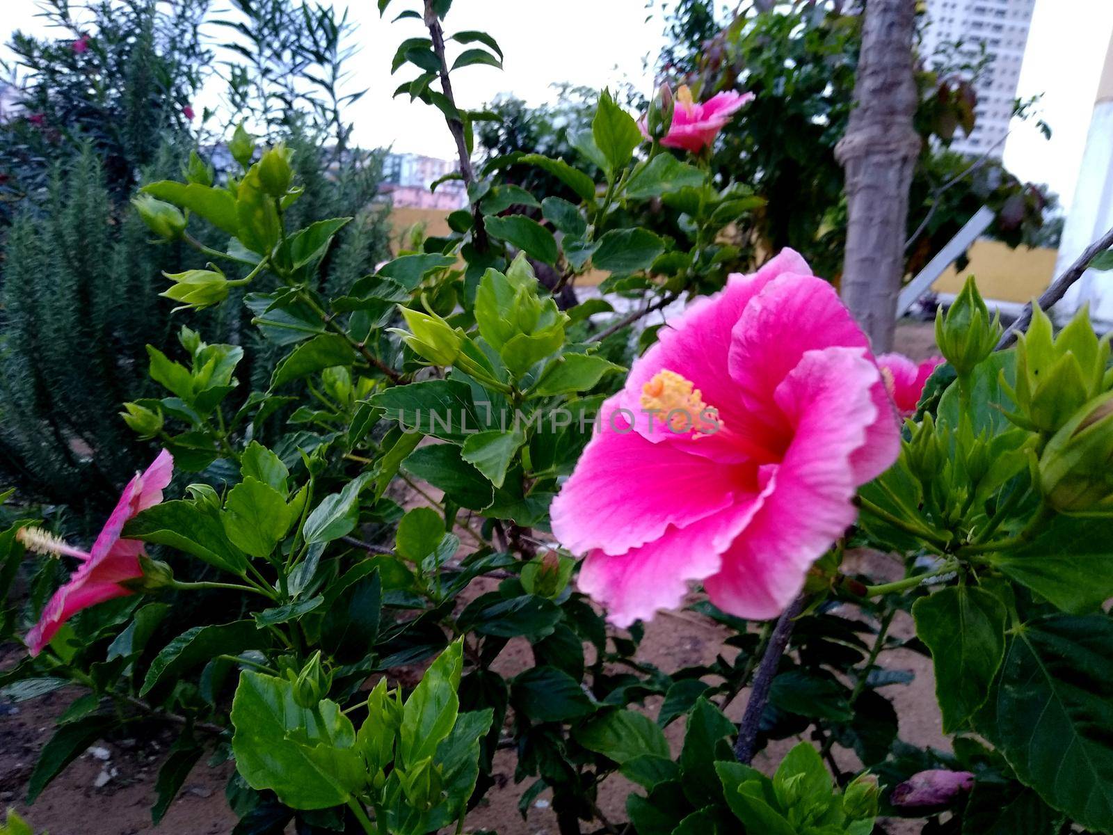 salvador, bahia, brazil - november 26, 2020: hibiscus plant is seen in the city of Salvador.