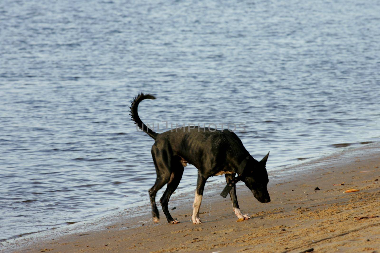 salvador, bahia / brazil - february 25, 2011: dog is seen on the beach sand in the city of Salvador.