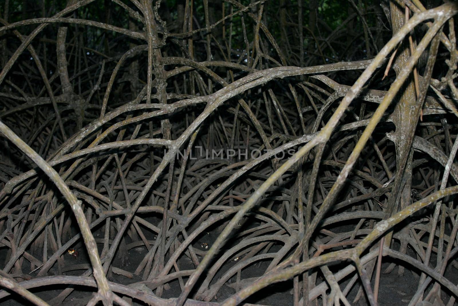 conde, bahia / brazil - march 28, 2013: mangrove roots are seen at the mouth of the Itapucuru River in the district of Siribinha, municipality of Conde.
