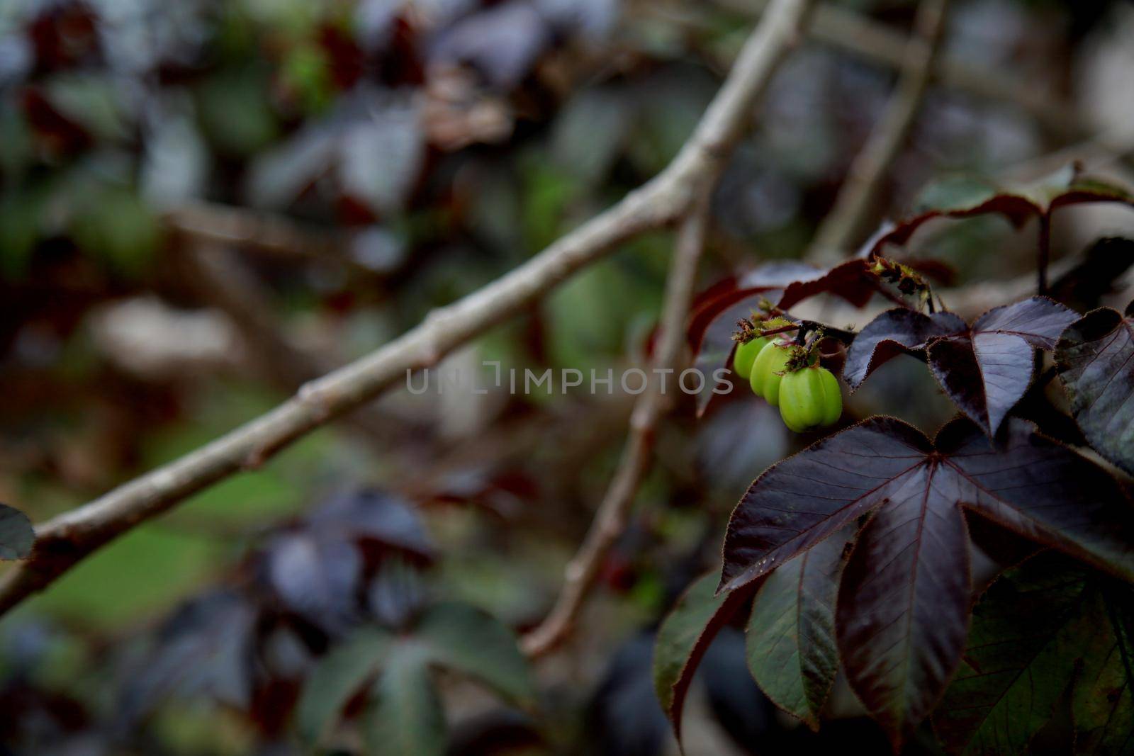 mata de sao joao, bahia / brazil - october 25, 2020: purple pinion flower is seen in the countryside in the city of Mata de Sao Joao