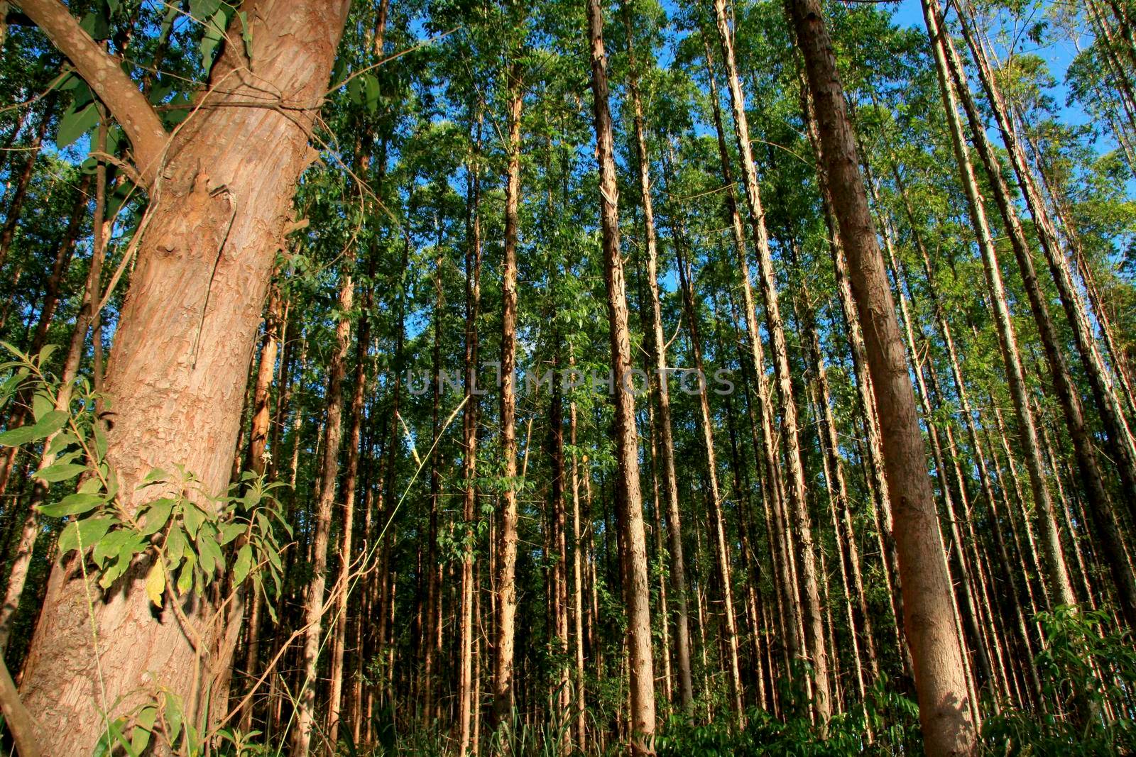 Eucalyptus plantation in southern Bahia by joasouza