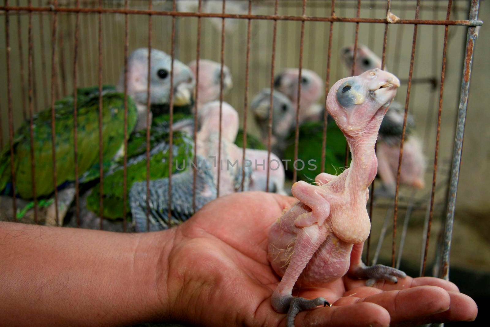 eunapolis, bahia / brazil - february 26, 2008: baby parrots recovered by the police from the hands of the wildlife smuggler.