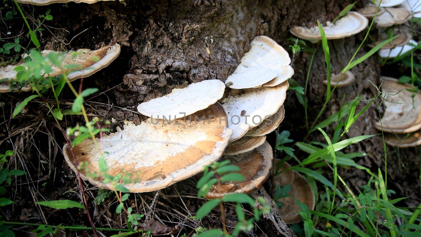 salvador, bahia / brazil - april 25, 2020: fungus is seen on a tree trunk in the city of Salvador.

