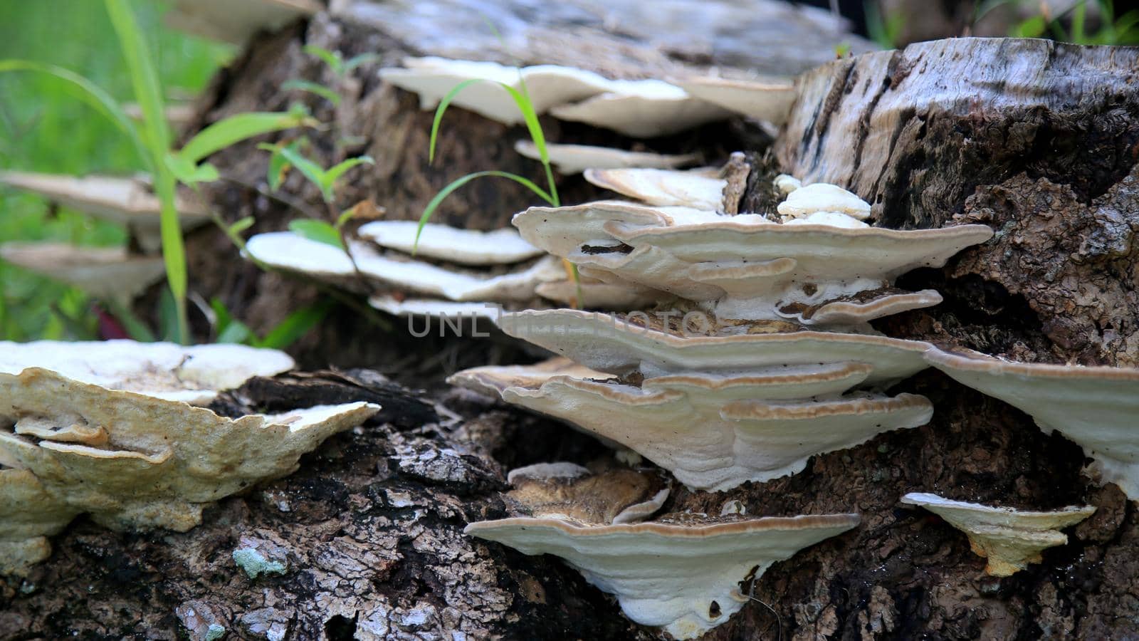 salvador, bahia / brazil - april 25, 2020: fungus is seen on a tree trunk in the city of Salvador.

