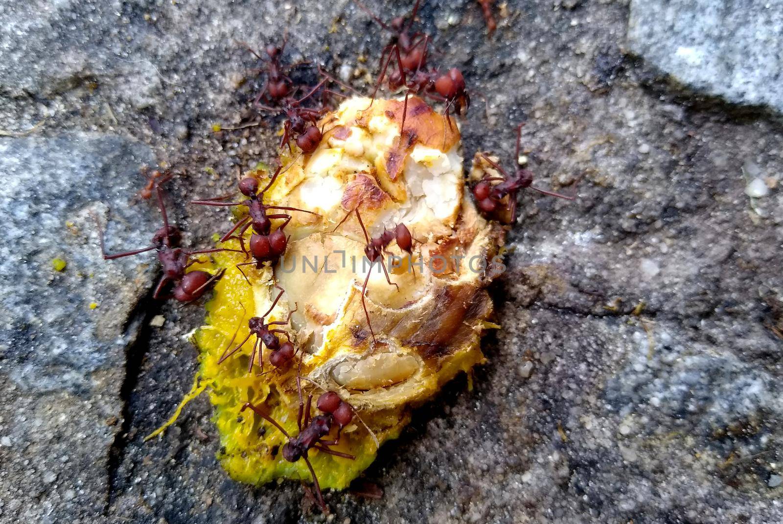 salvador, bahia, brazil - november 26, 2020: leaf-cutting ants are seen cutting a mango fruit in a garden in the city of Salvador.