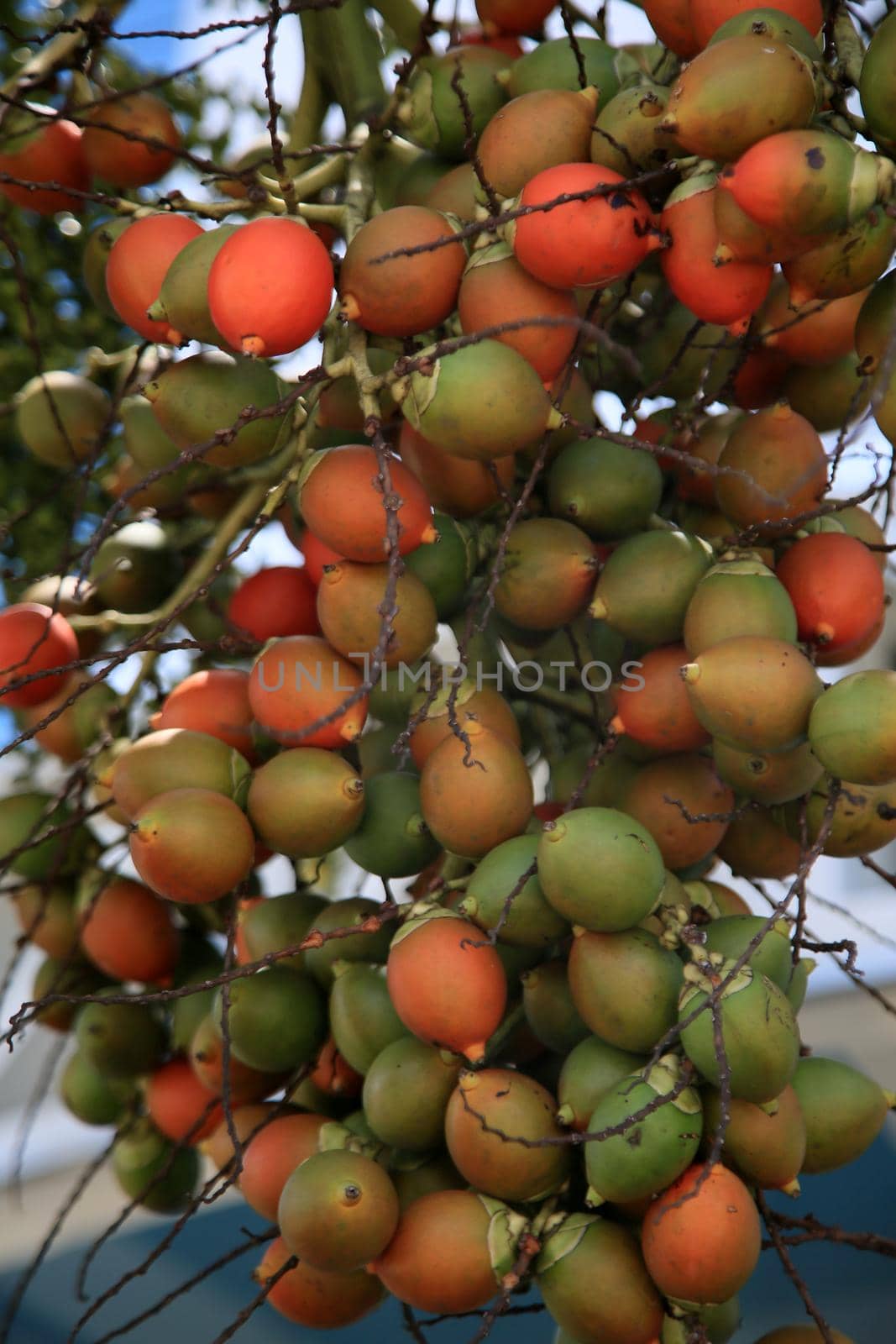 salvador, bahia, brazil - january 25, 2021: fruits of the areca catechu palm plant found in some tropical countries is seen in the city of Salvador.