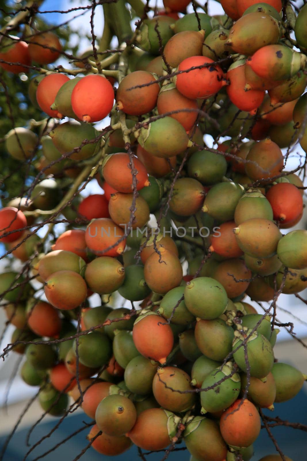 areca catechu palm by joasouza