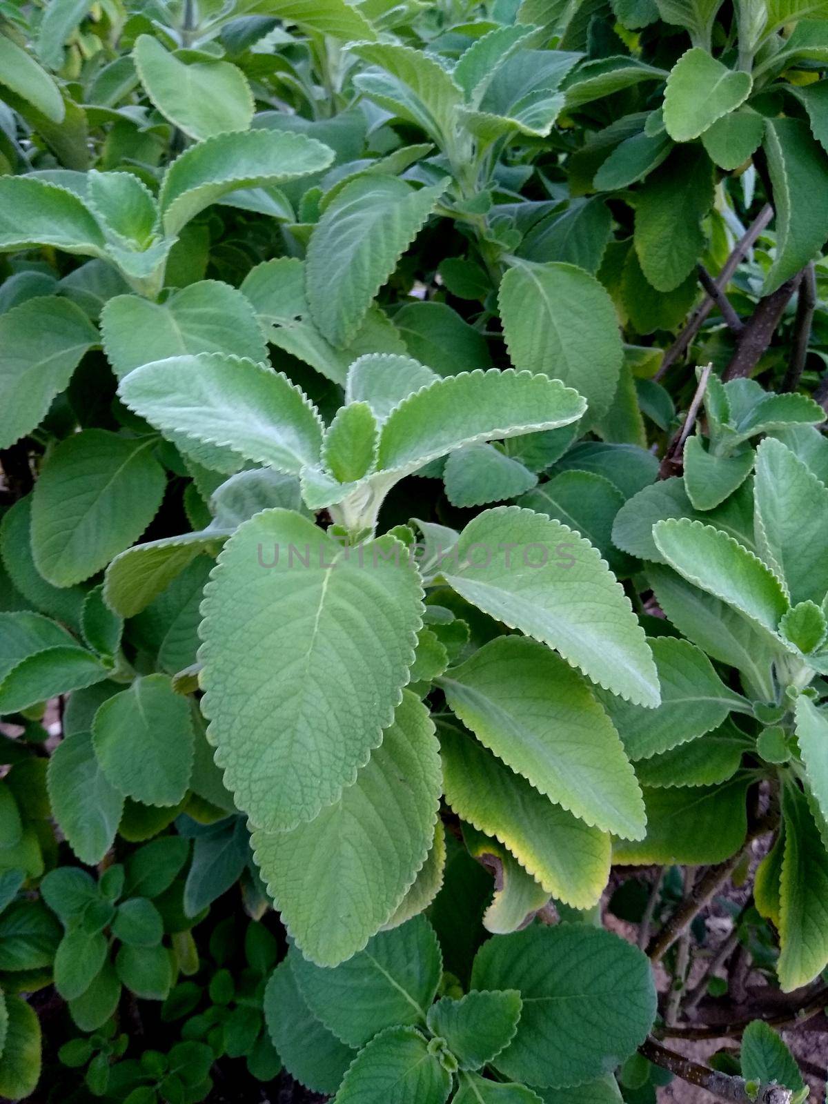 salvador, bahia, brazil - november 26, 2020: plectranthus barbatus plant, known by the taxonomic synonym or garden boldo, seen in the city of Salvador.





