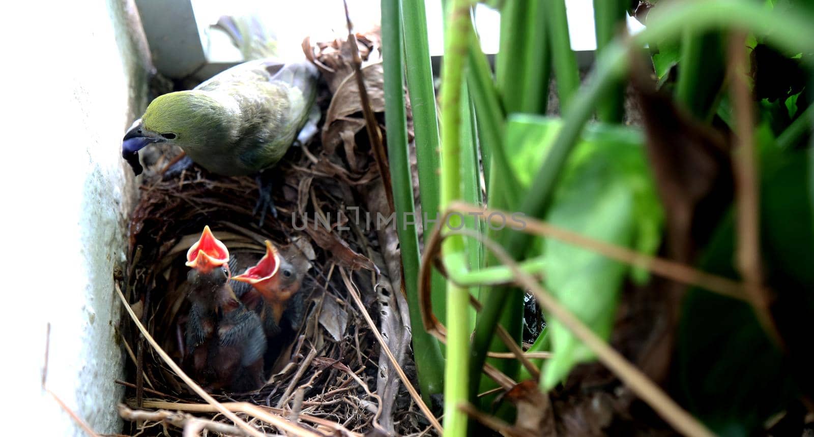 nestlings in nest by joasouza