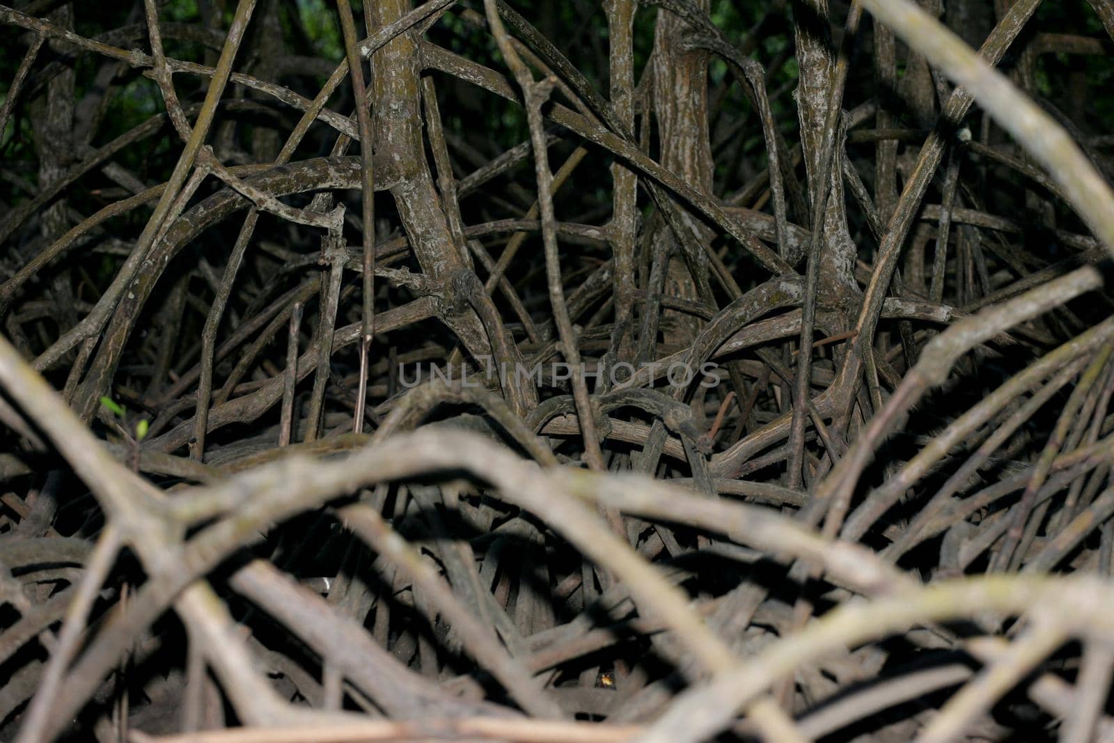 conde, bahia / brazil - march 28, 2013: mangrove roots are seen at the mouth of the Itapucuru River in the district of Siribinha, municipality of Conde.
