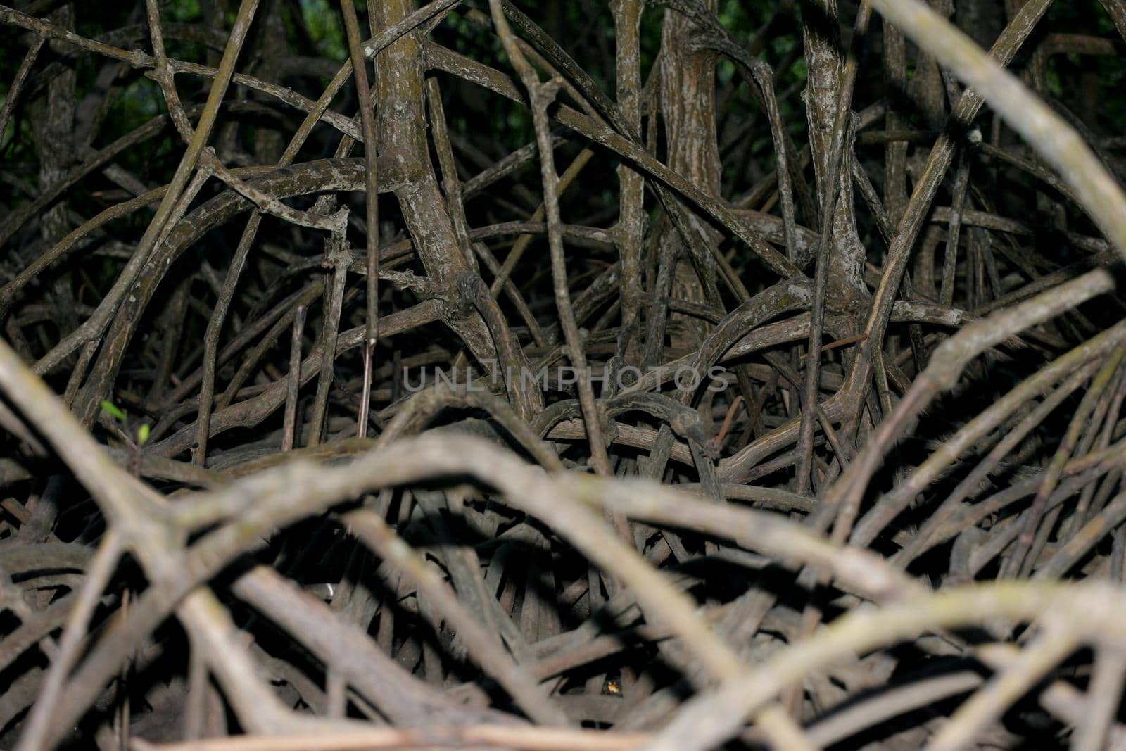  mangrove roots in the city of conde by joasouza