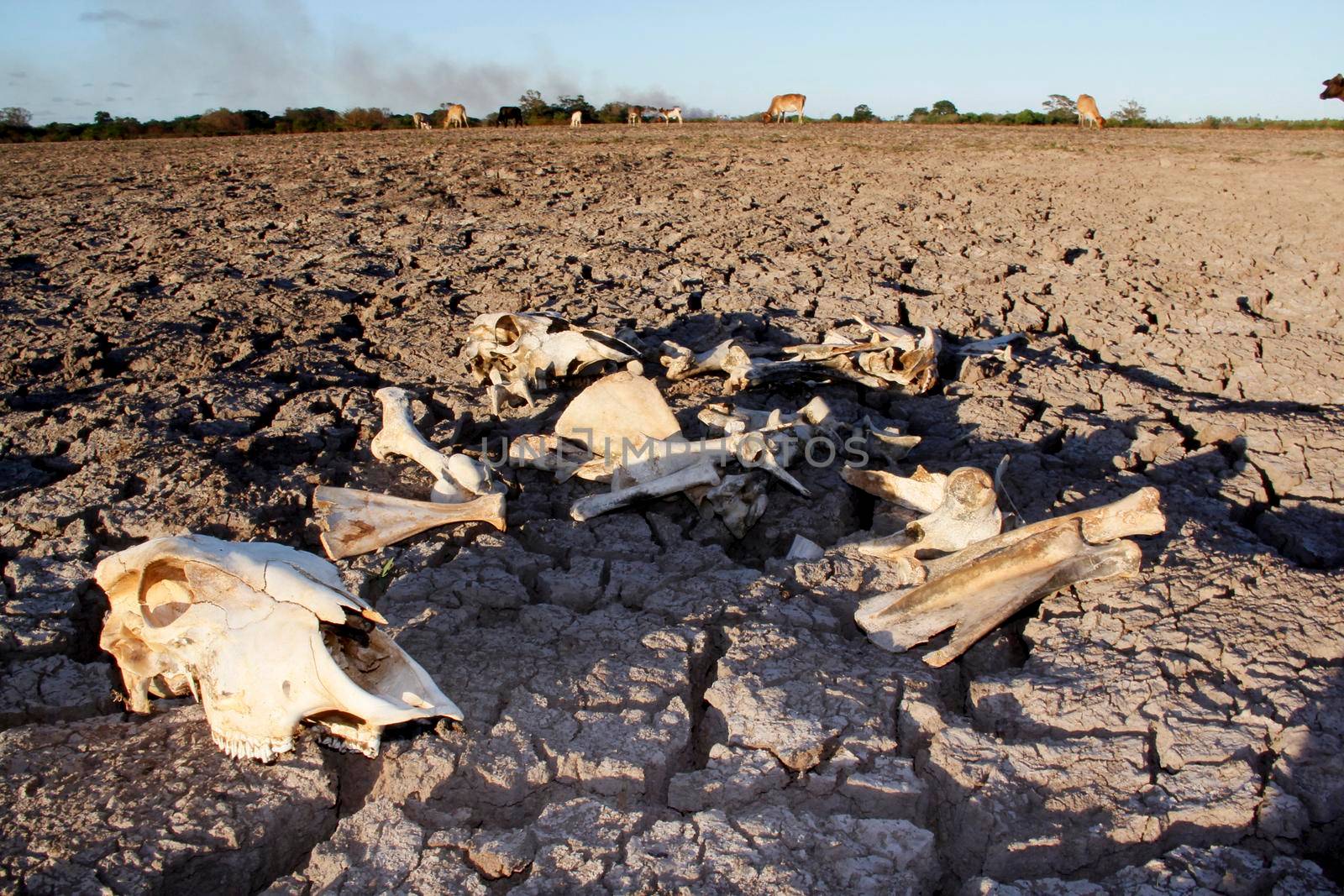 conde, bahia / brazil - março 27, 2013: Cattle bone is seen on pasture devastated by the dry landscape in northeastern Brazil. The lack of rain devastates the breeding of animals.